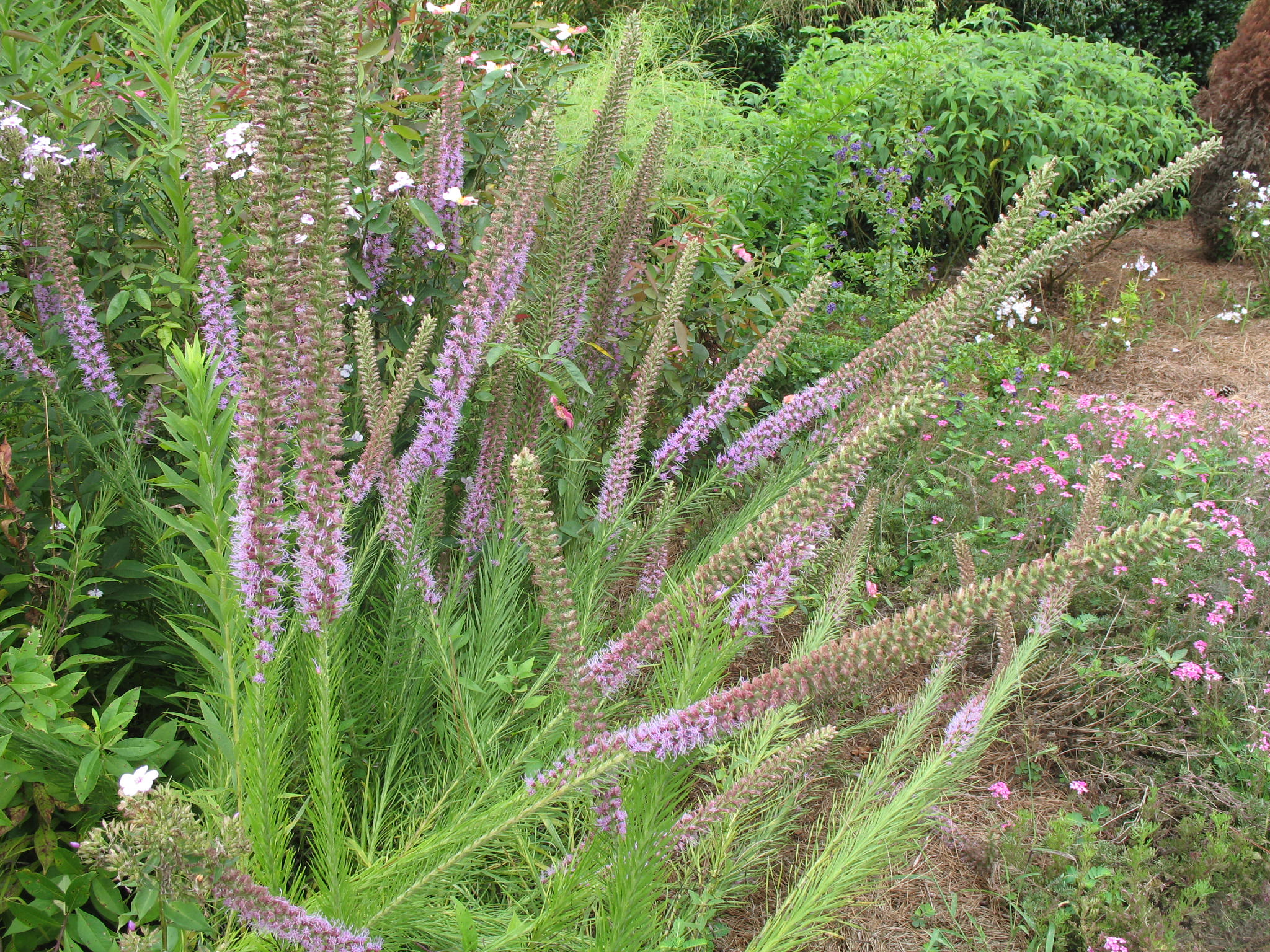 Liatris spicata / Blazing Star