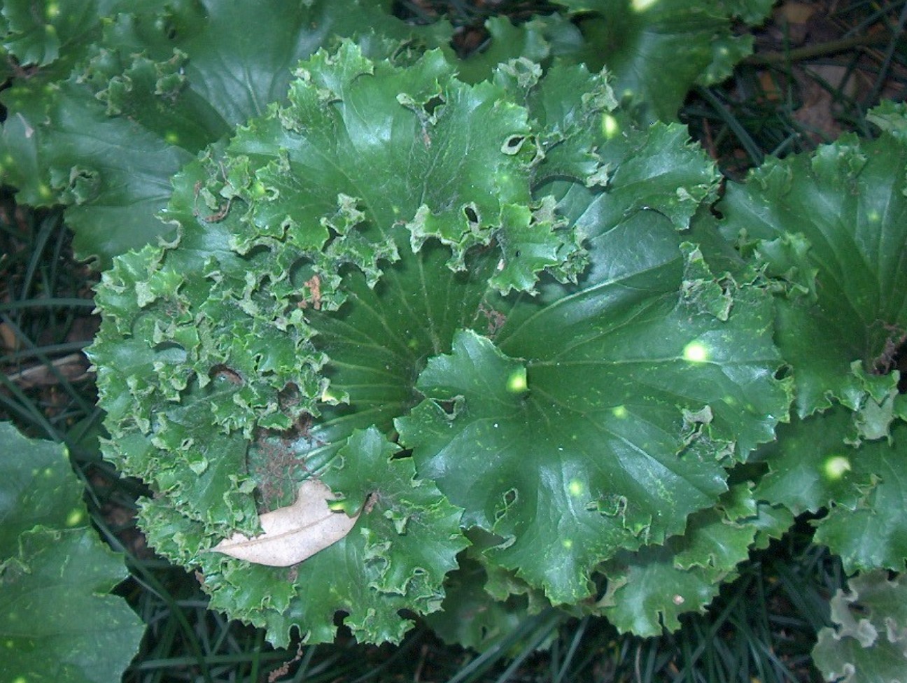 Ligularia  tussilaginea 'Cristata'   / Leopard Plant