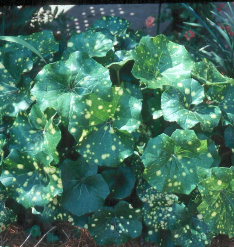 Ligularia tussilaginea 'Aureo-maculata'  / Ligularia tussilaginea 'Aureo-maculata' 