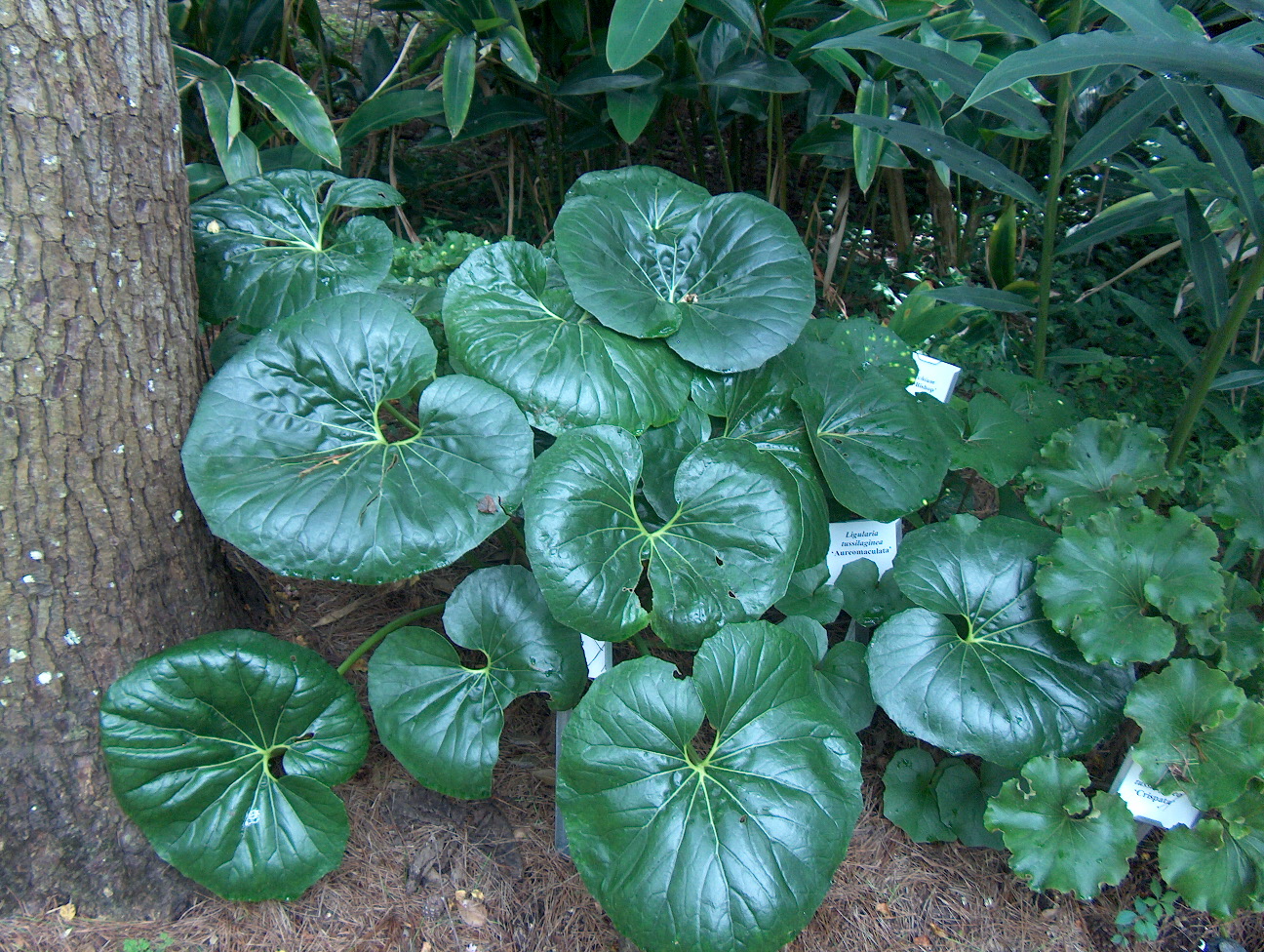 Ligularia tussilaginea 'Gigantea'  / Ligularia tussilaginea 'Gigantea' 