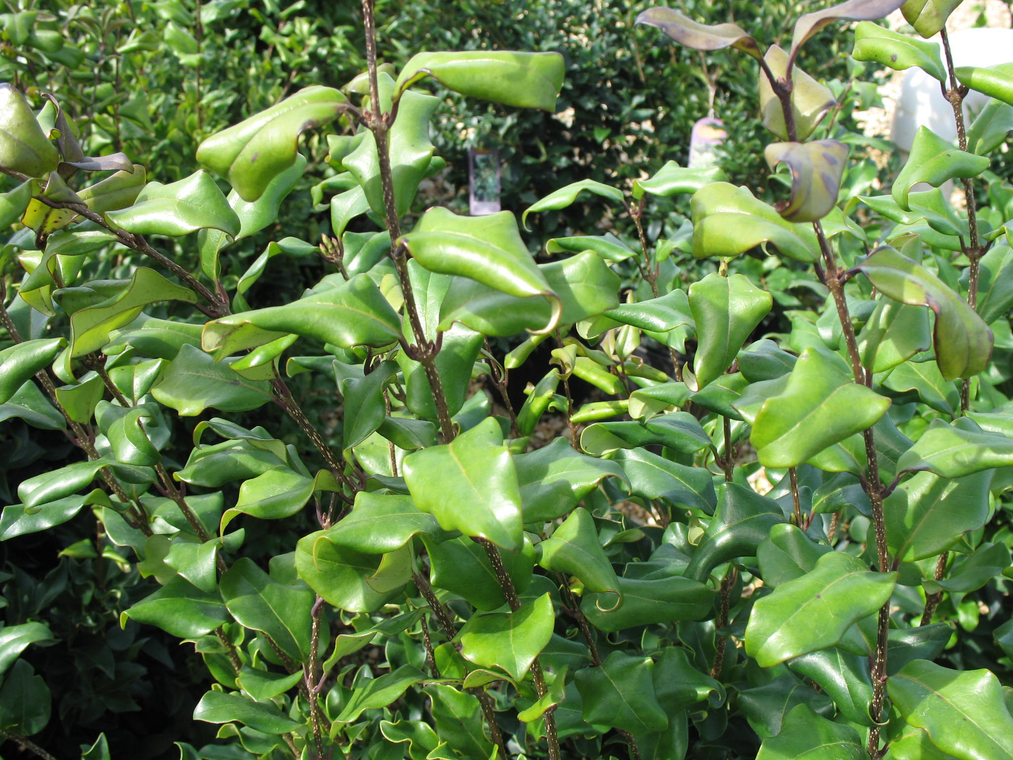 Ligustrum japonicum 'Recurvifolium'   / Wavyleaf Ligustrum