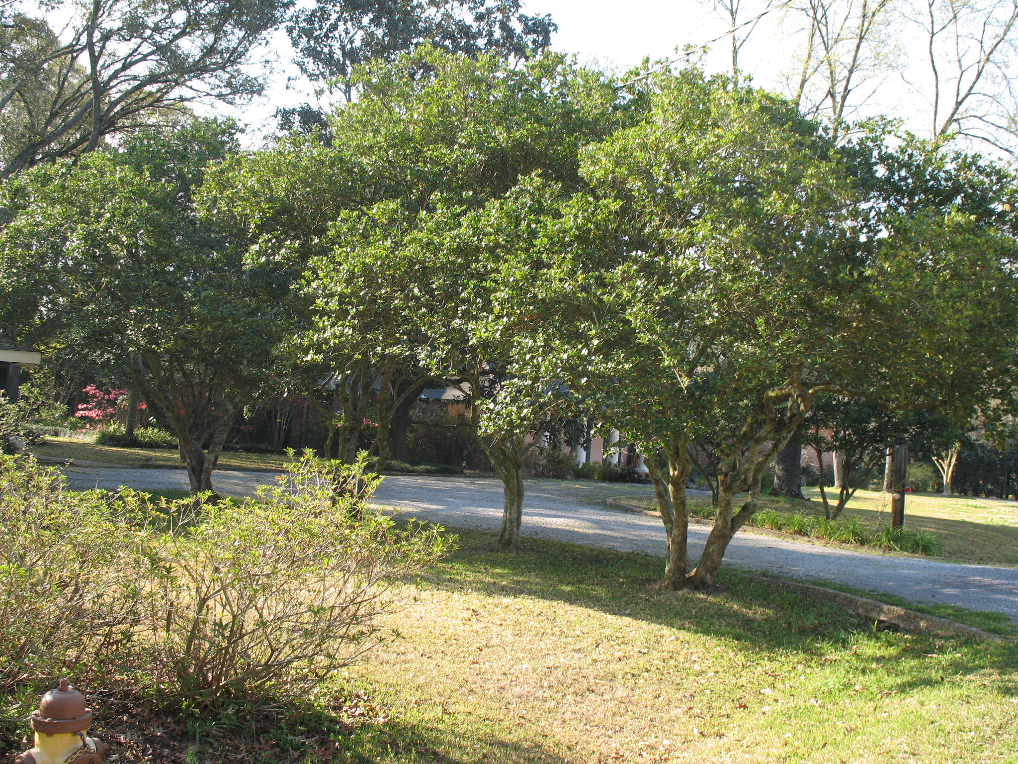 Ligustrum japonicum / Wax Leaf Ligustrum