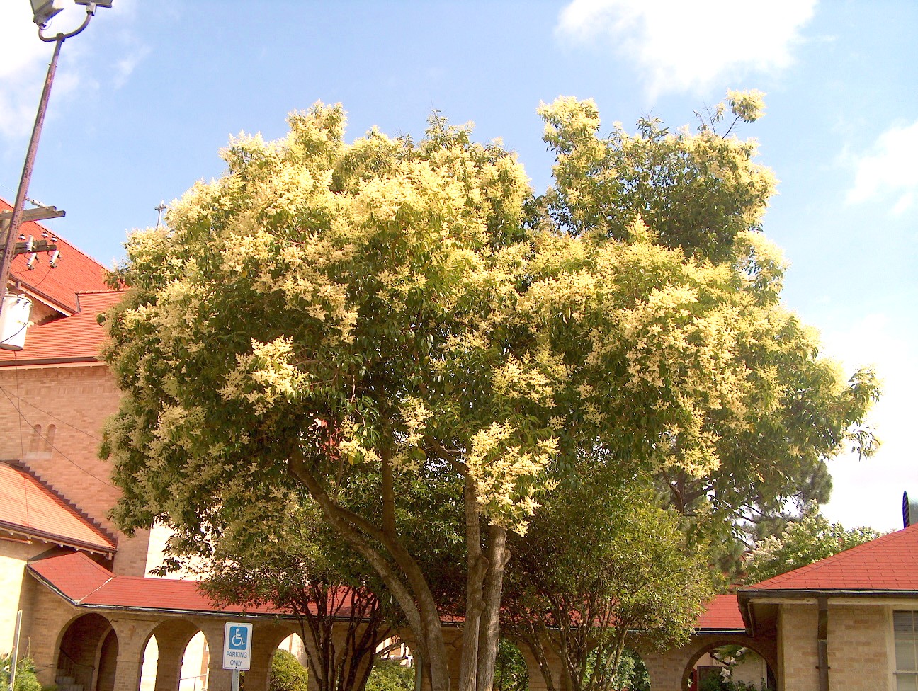 Ligustrum lucidum / Ligustrum lucidum