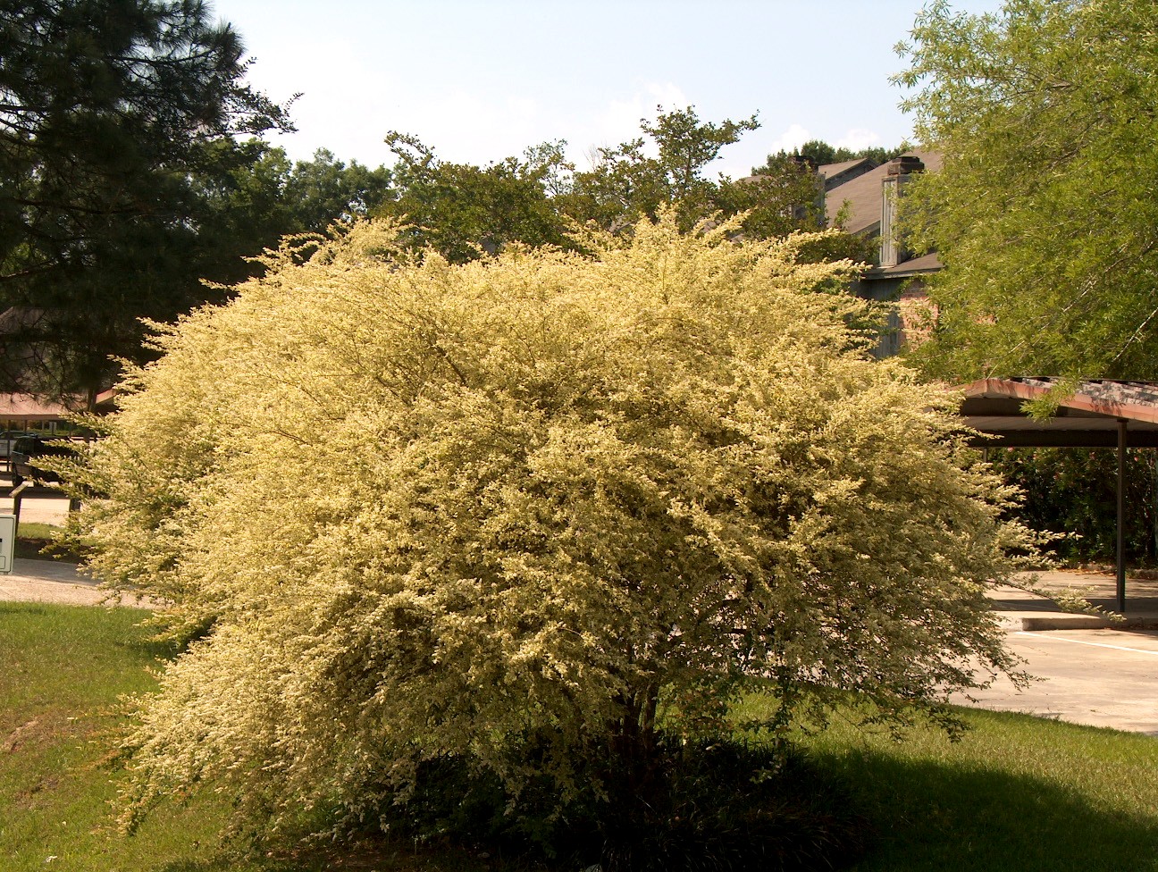 Ligustrum sinense 'Variegatum'  / Variegated Chinese Privet