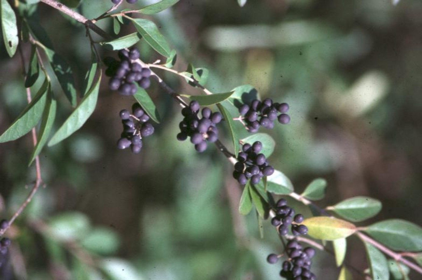 Ligustrum sinensis / Ligustrum sinensis