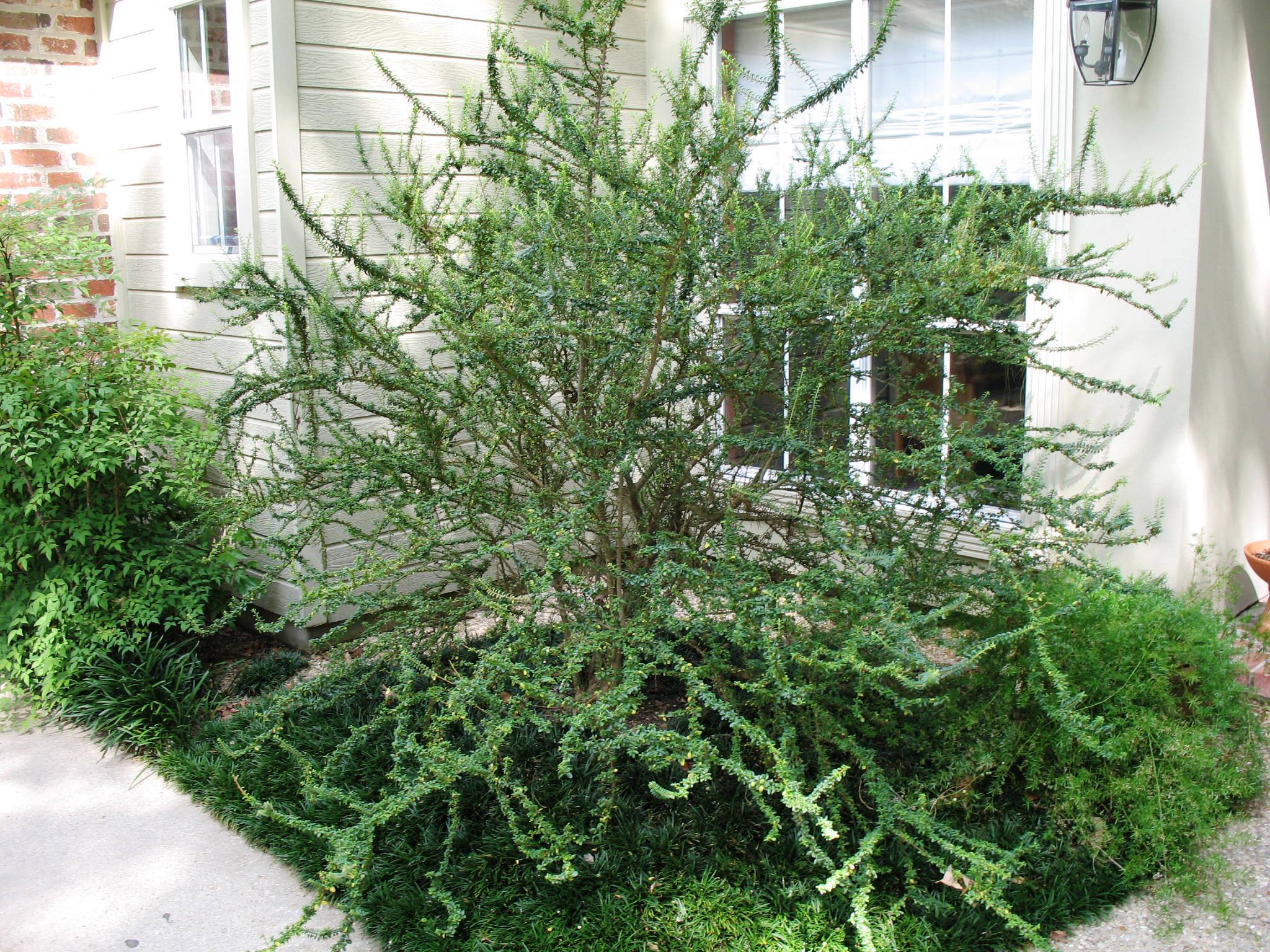 Ligustrum sinense 'Wimbei'   / Ligustrum sinense 'Wimbei'  