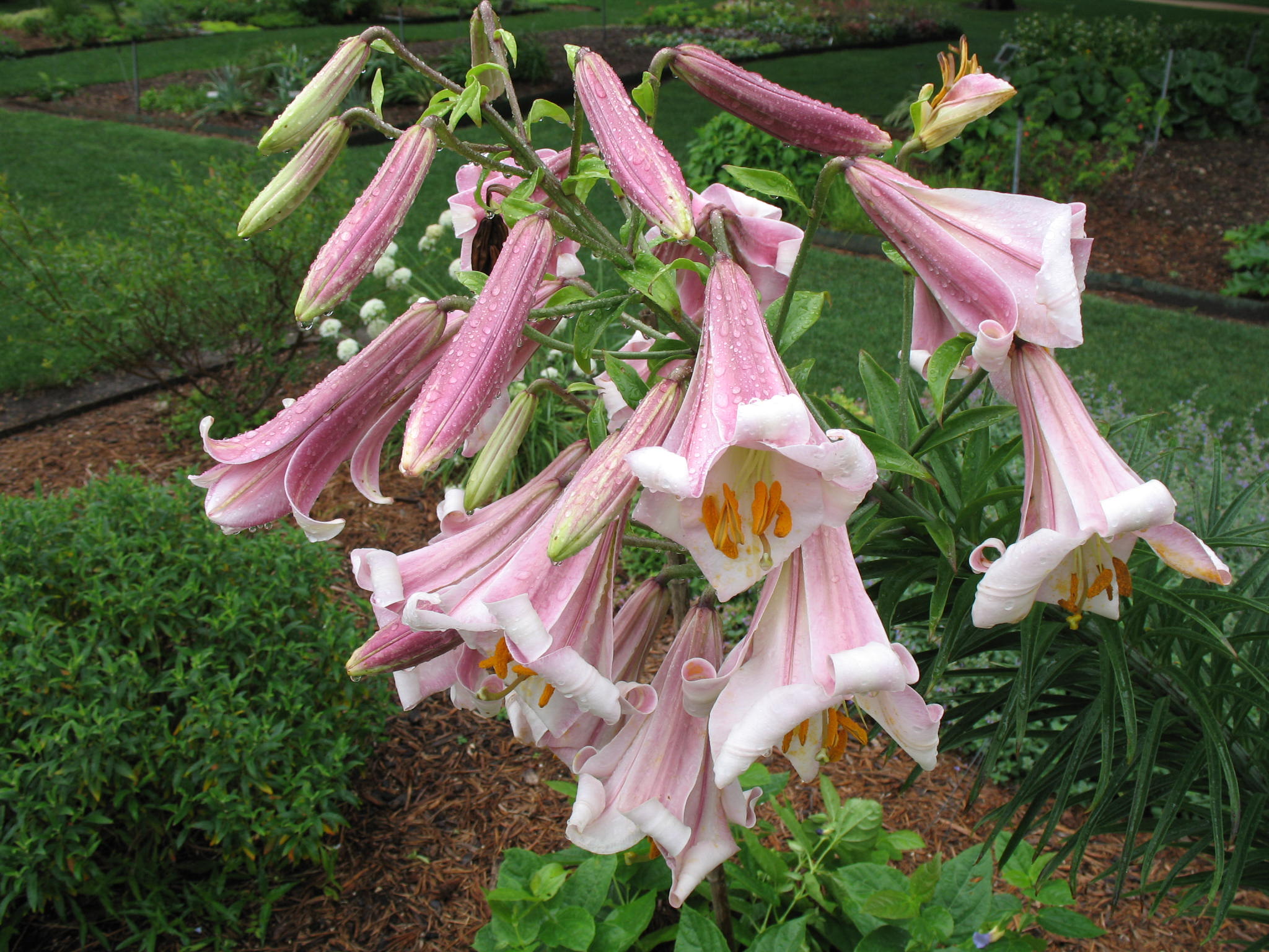 Lilium ''Pink Perfection'   / Trumpet Lily