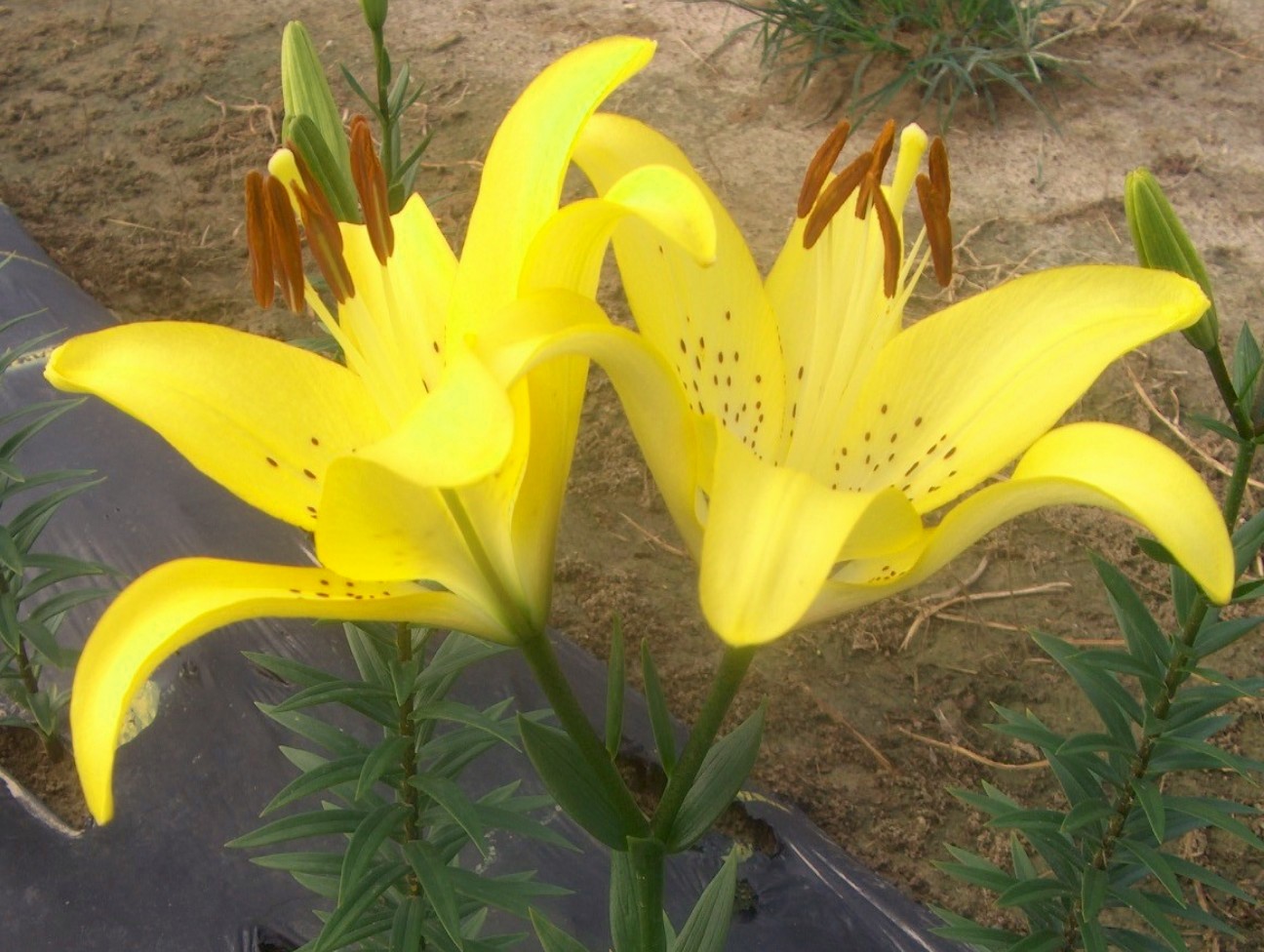 Lilium 'Ceb Dazzle'   / Ceb Dazzle Lily