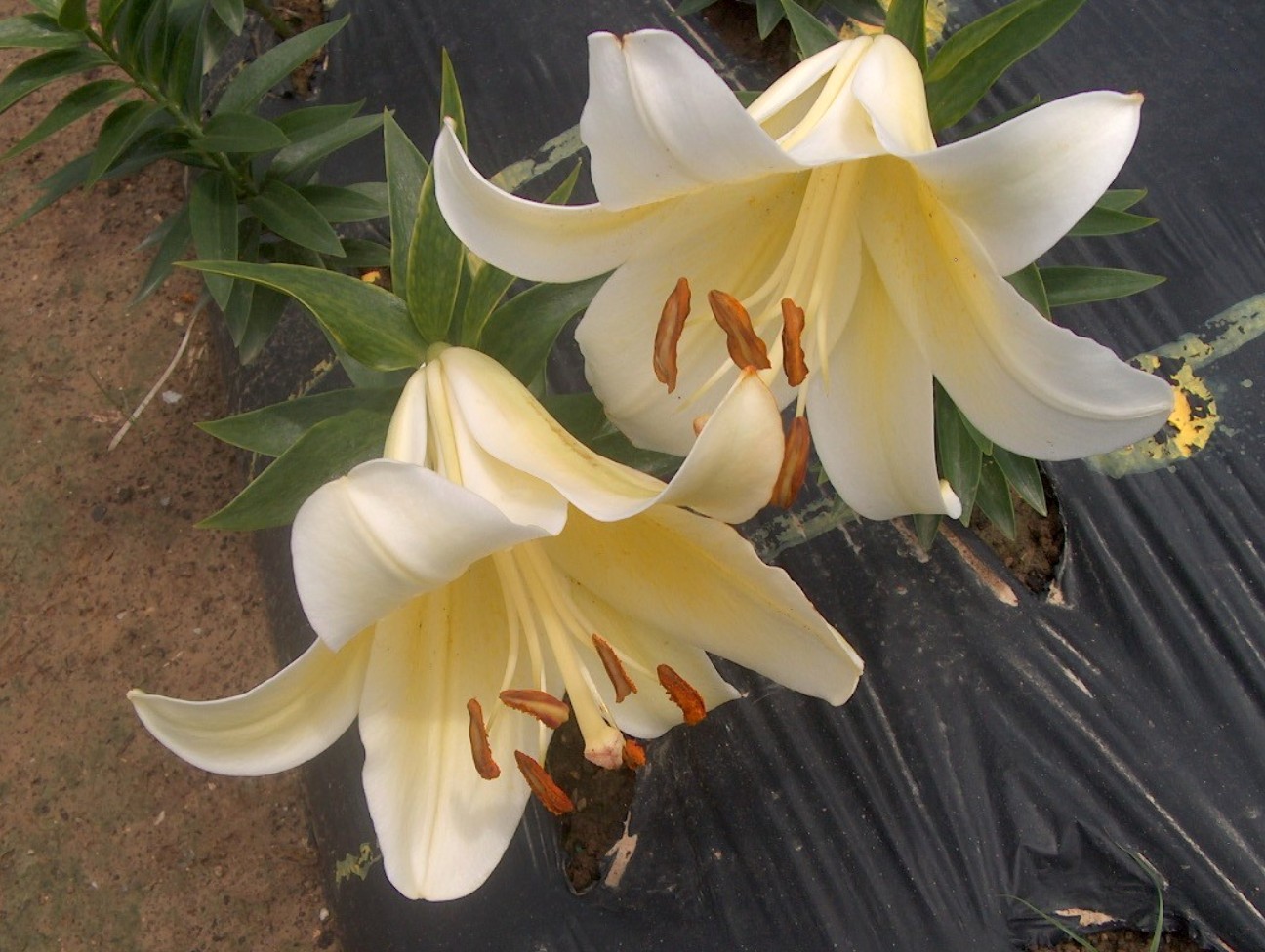 Lilium 'Conca d'Or' / Lilium 'Conca d'Or'