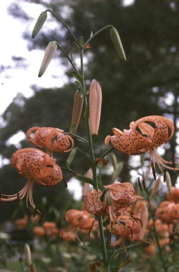 Lilium lancifolium 'Demeria Rorian'  / Demeria Rorian Lily