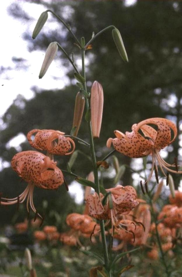 Lilium lancifolium 'Demeria Rorian'  / Lilium lancifolium 'Demeria Rorian' 