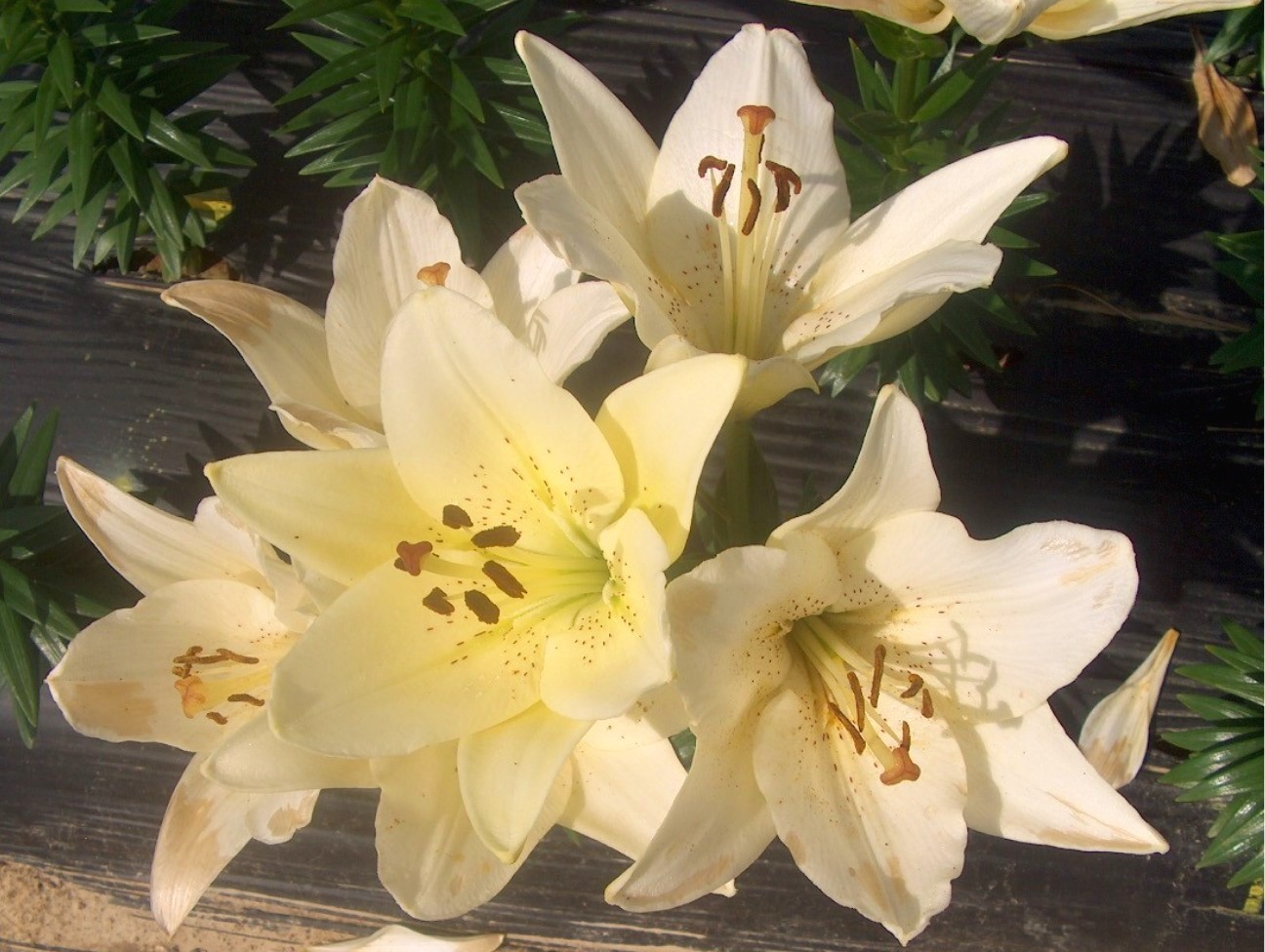 Lilium 'Ercolano' / Lilium 'Ercolano'