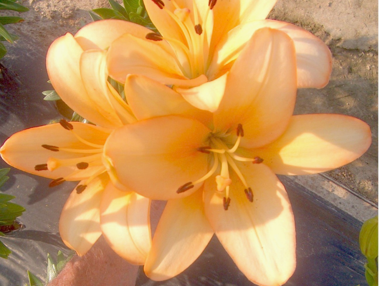 Lilium 'Menorca'  / Lilium 'Menorca' 