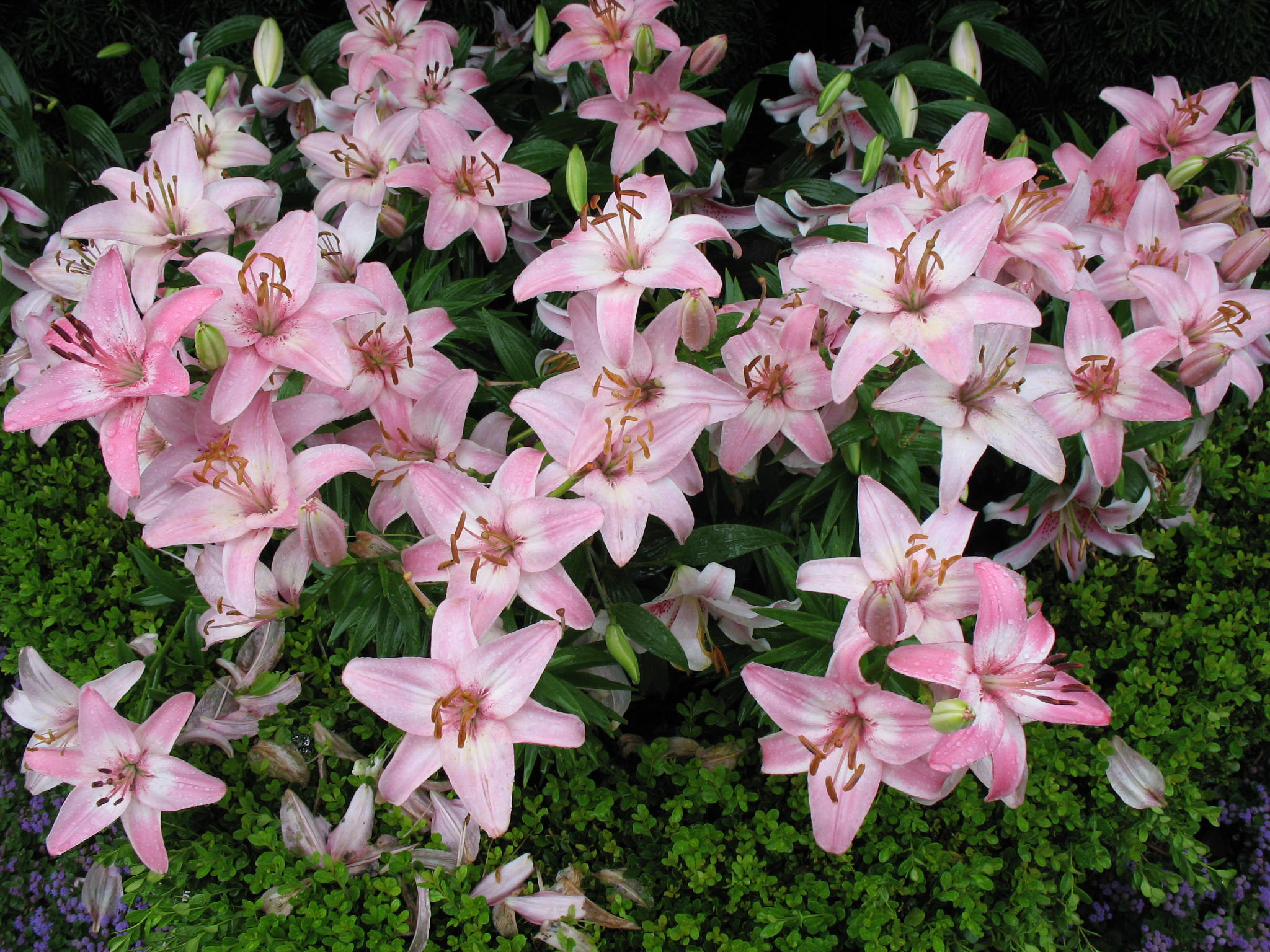 Lilium 'Mona Lisa'   / Lilium 'Mona Lisa'  