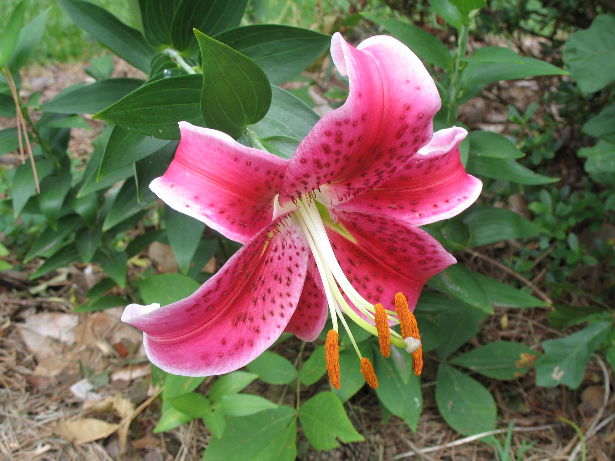 Lilium 'Stargazer'   / Stargazer Lily