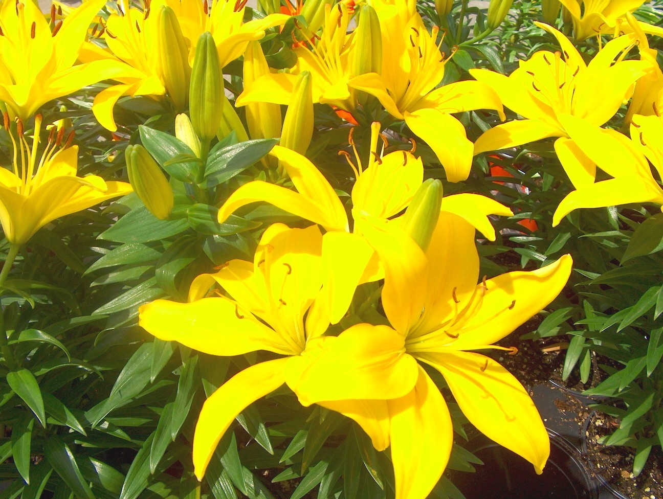 Lilium asiaticum   / Asiatic Lilies