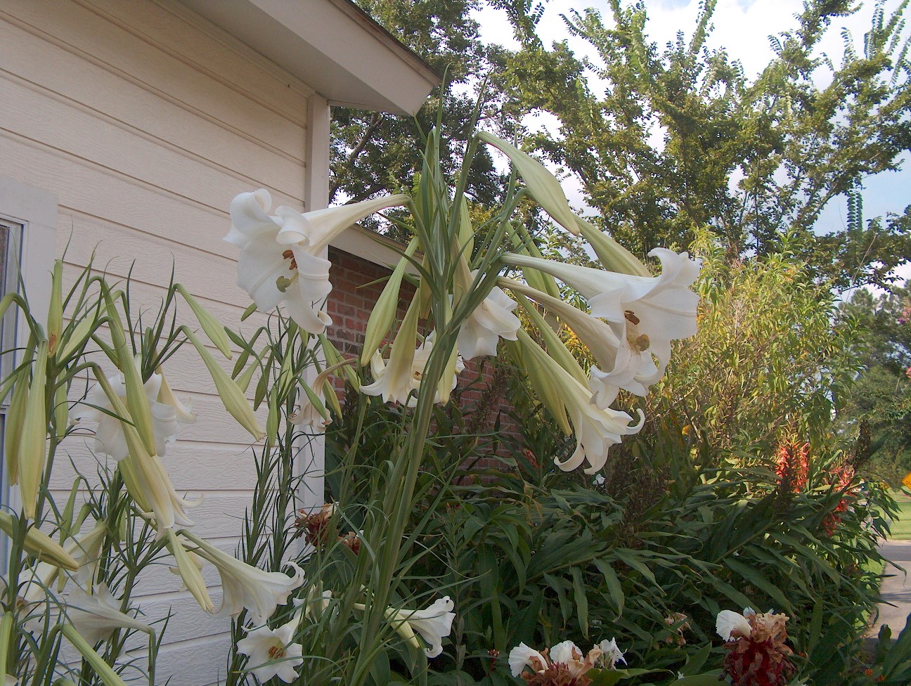 Lilium formosanum  / Philippine Lily