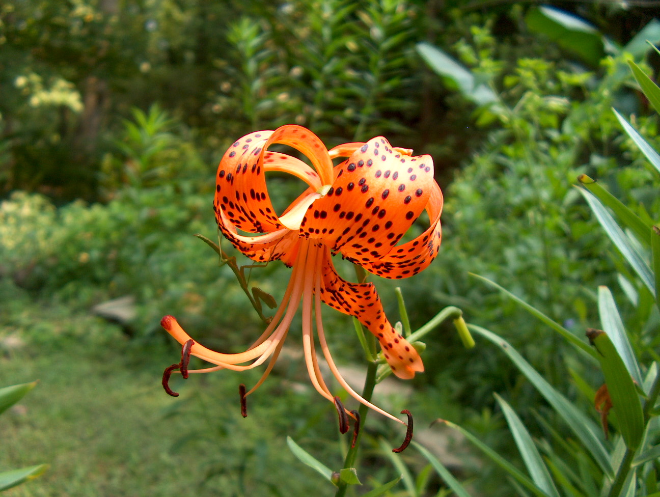 Lilium lancifolium / Tiger Lily