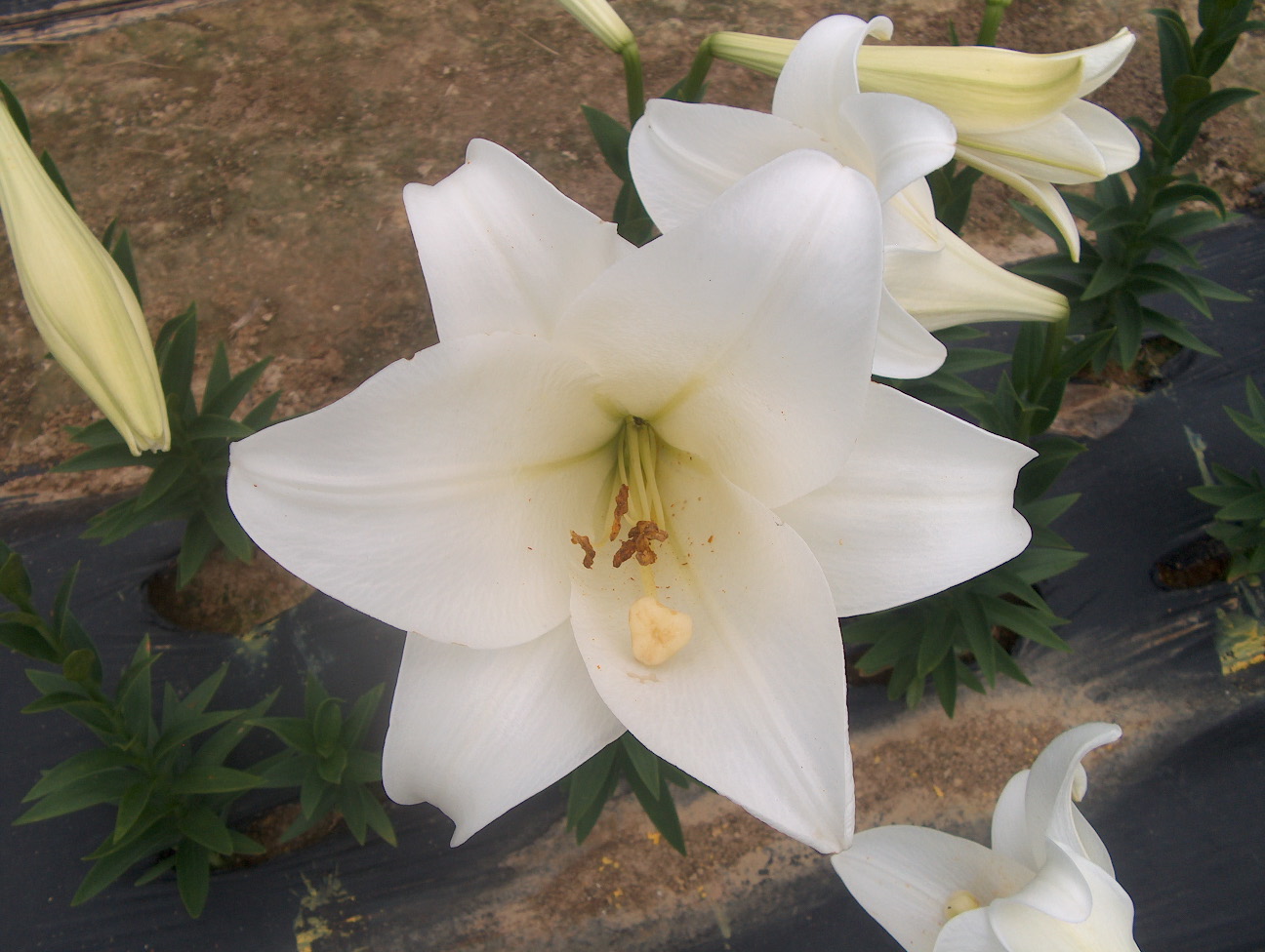 Lilium longiflorum 'White Heaven'   / White Heaven Lily
