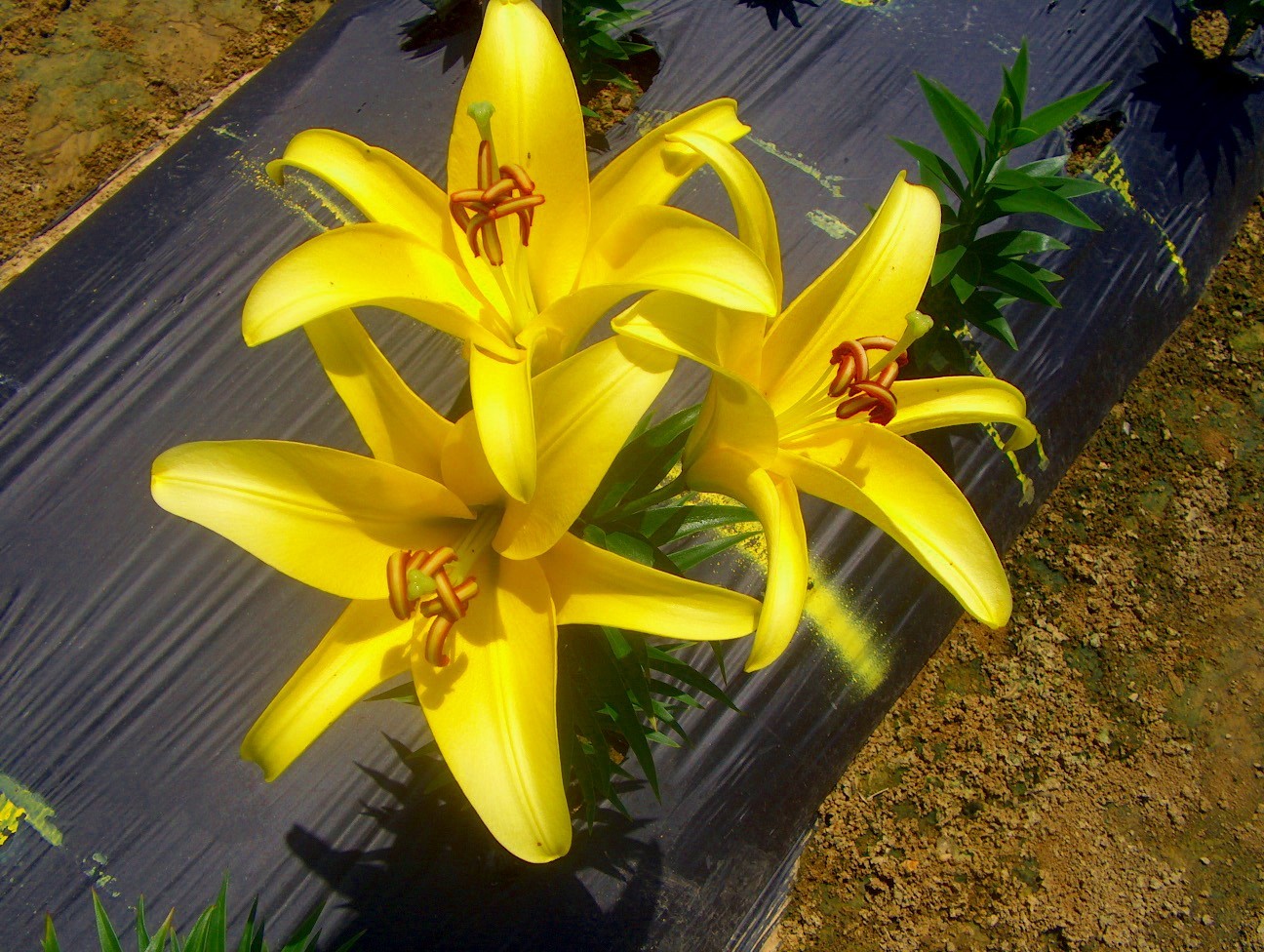 Lilium orientalis 'Yelloween'   / Lilium orientalis 'Yelloween'  