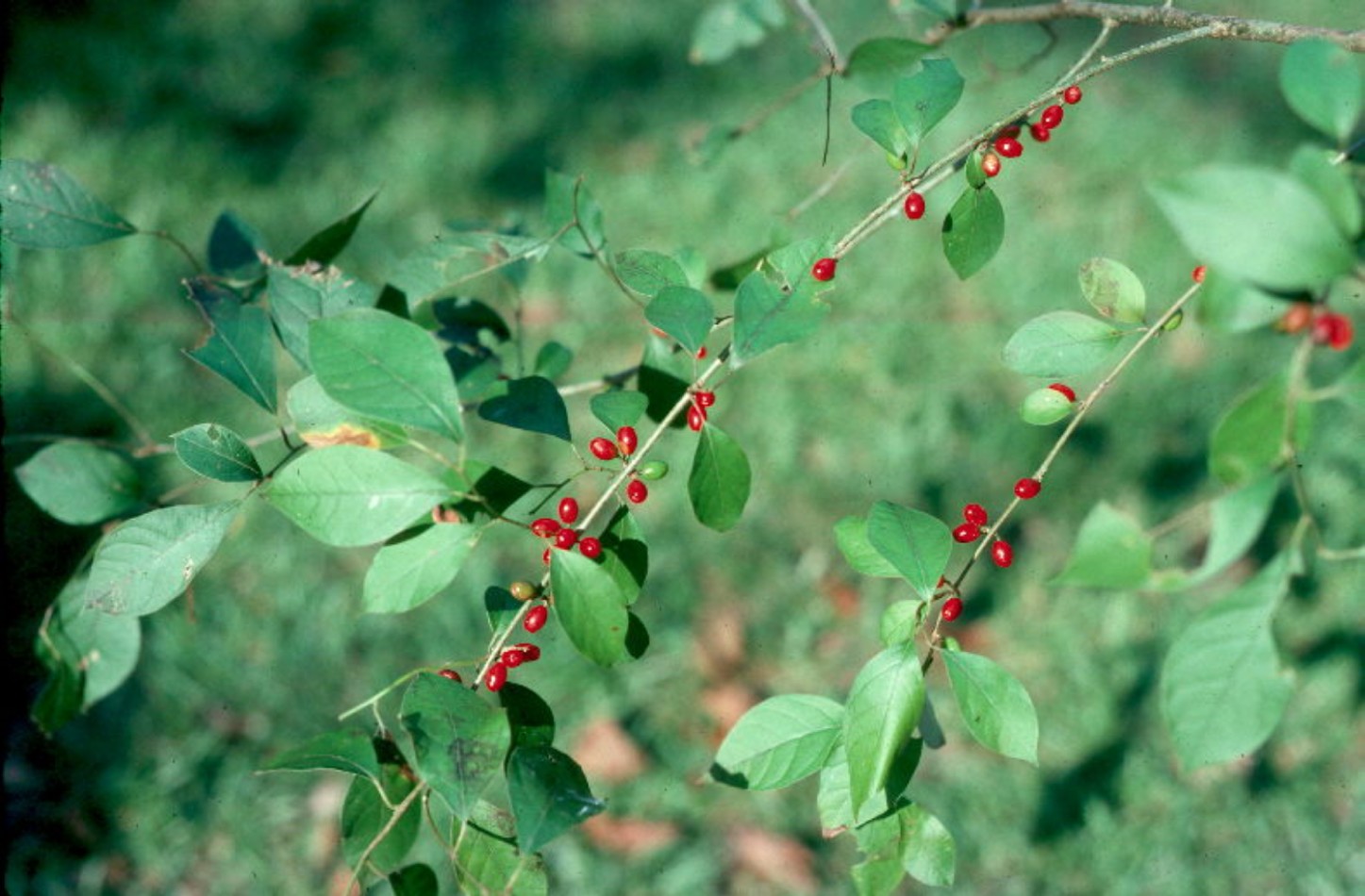 Lindera benzoin  / Spicebush