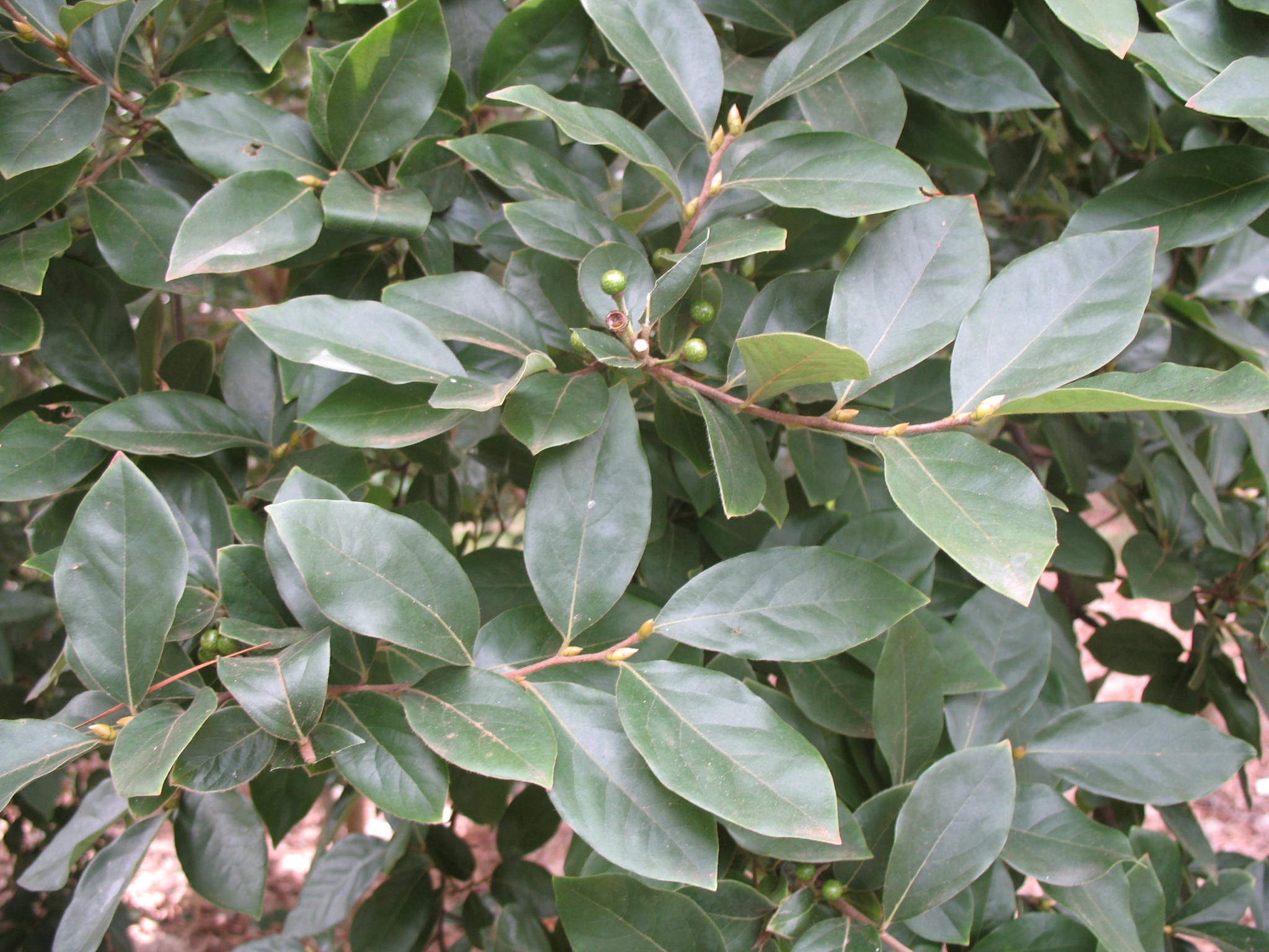Lindera glauca   / Grayblue Spicebush