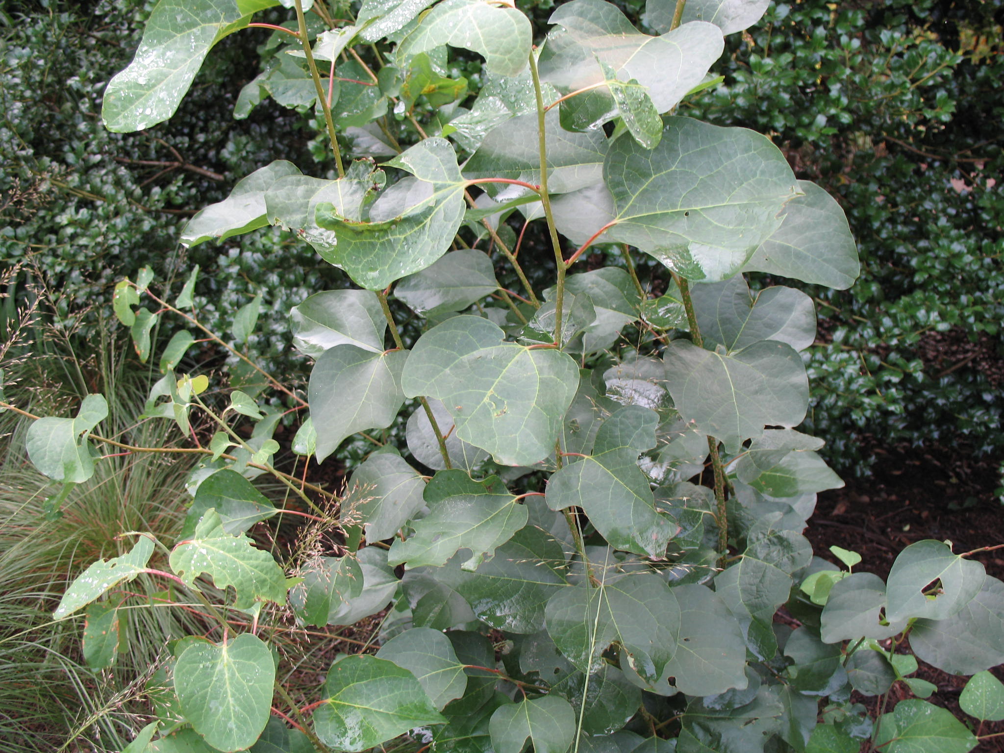 Lindera obtusiloba   / Japanese Spicebush