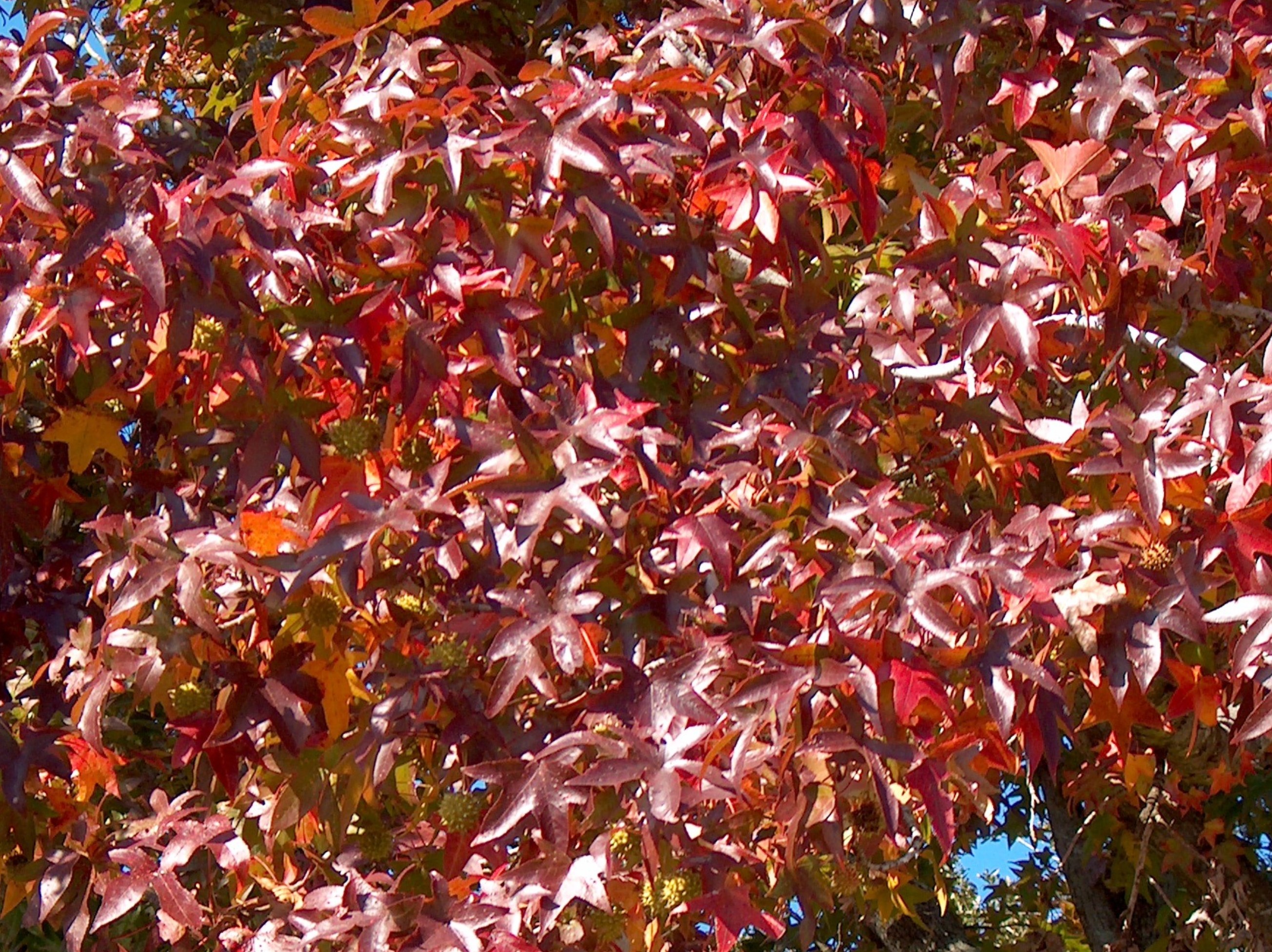 Liquidambar styraciflua / American Sweet Gum