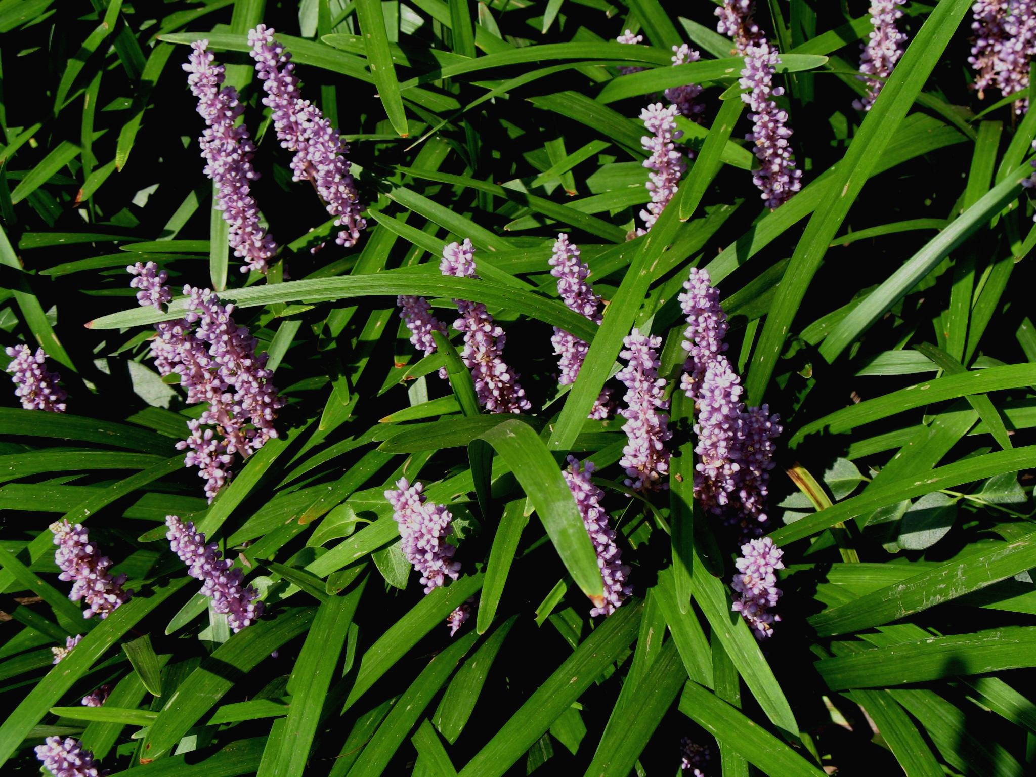 Liriope muscari 'Majestic'   / Liriope muscari 'Majestic'  