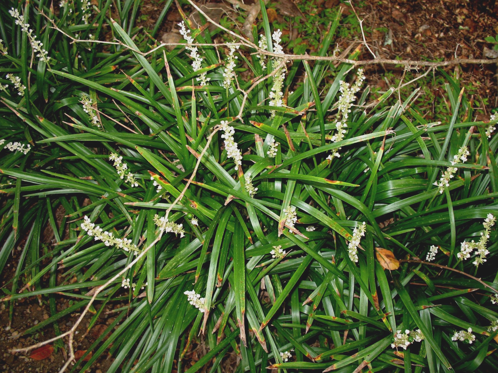 Liriope muscari 'Monroe White'   / Monroe White Liriope