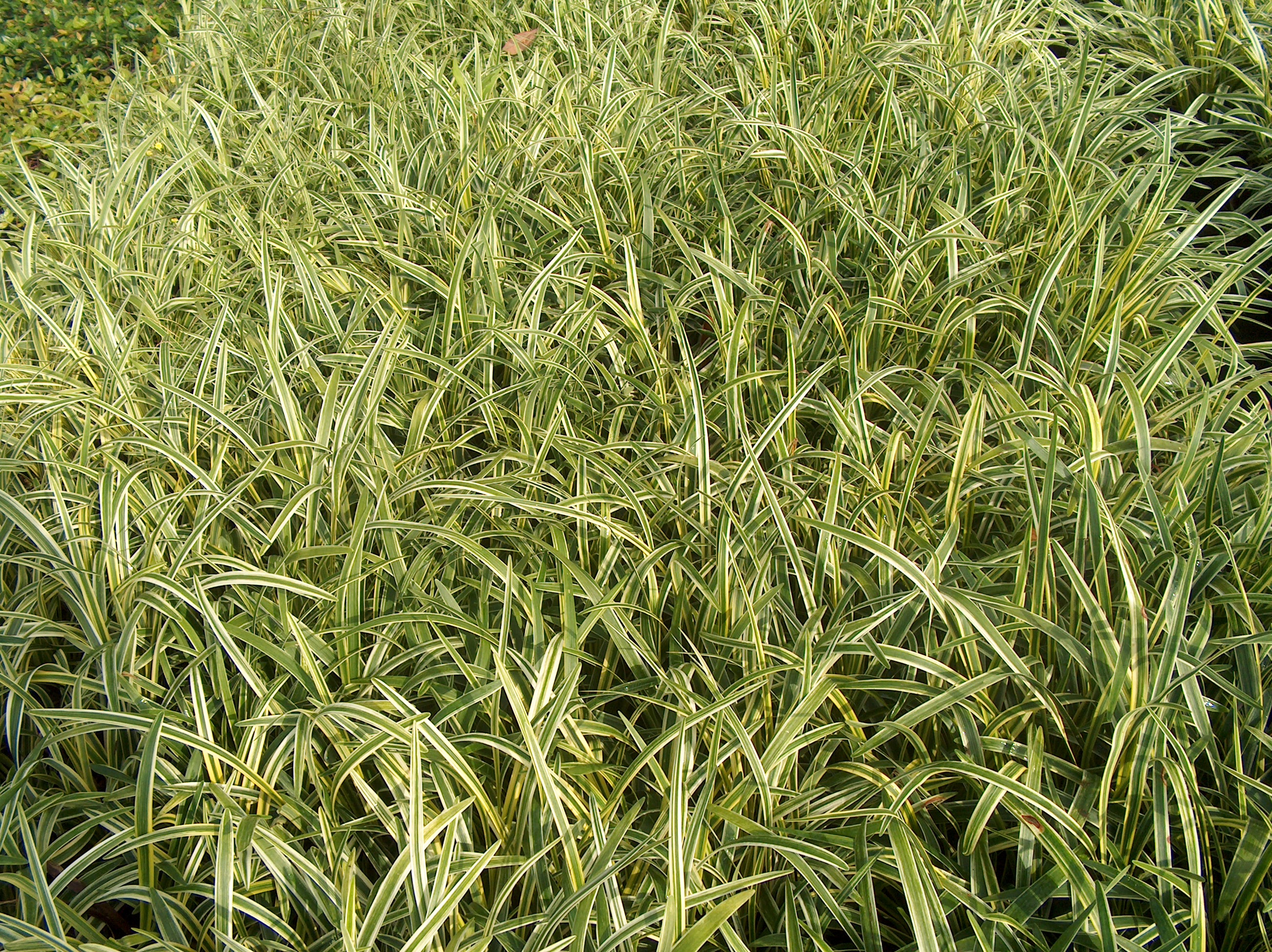 Liriope muscari 'Silvery Sunproof'  / Silvery Sunproof Liriope