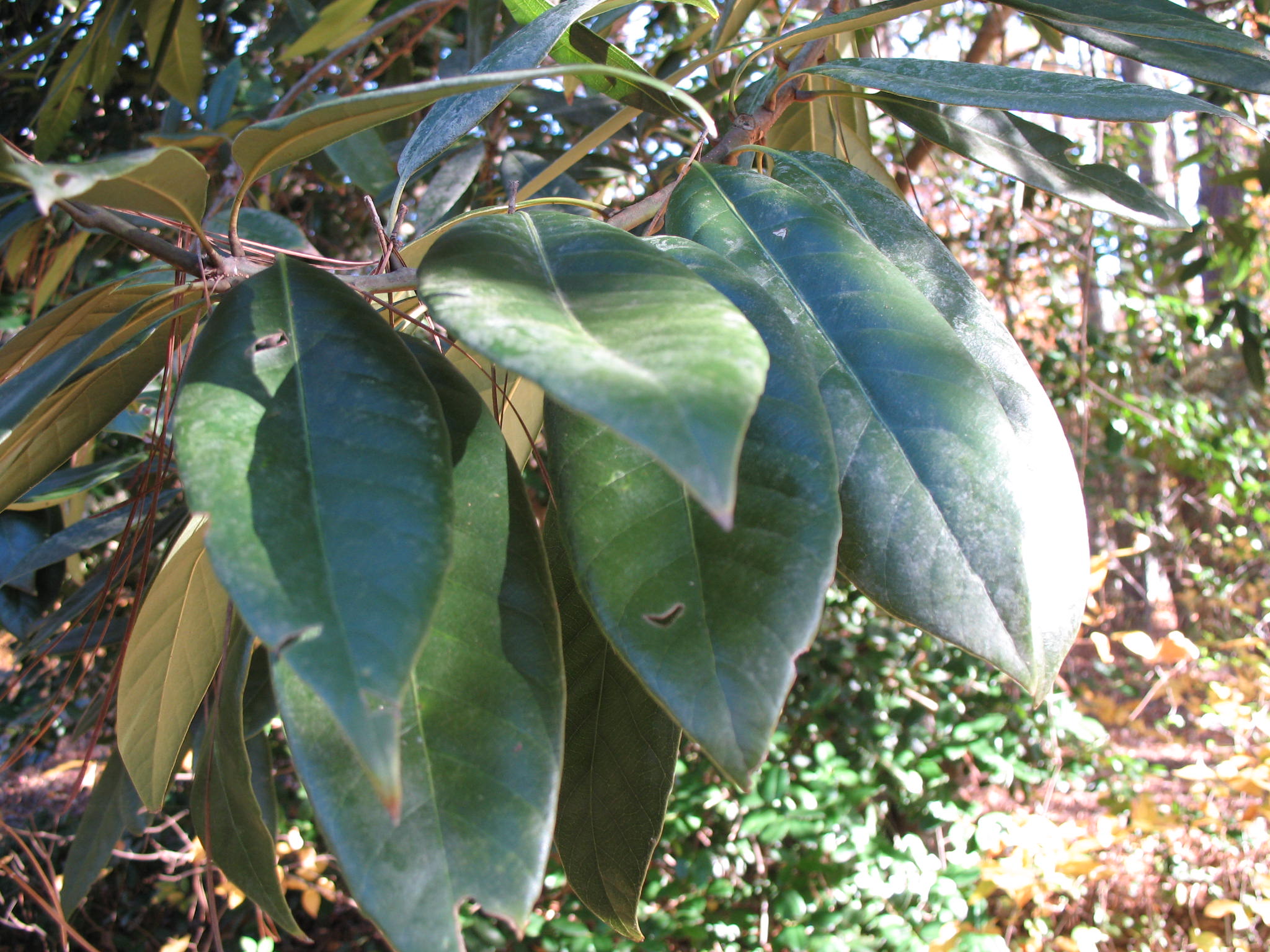 Lithocarpus henryi  / Henry Tanbark Oak