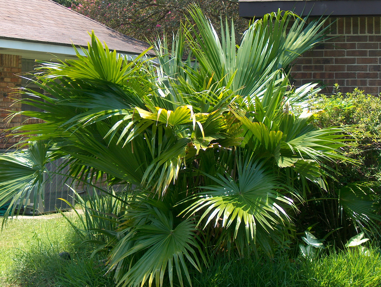 Livistona chinensis  / Chinese Fan Palm