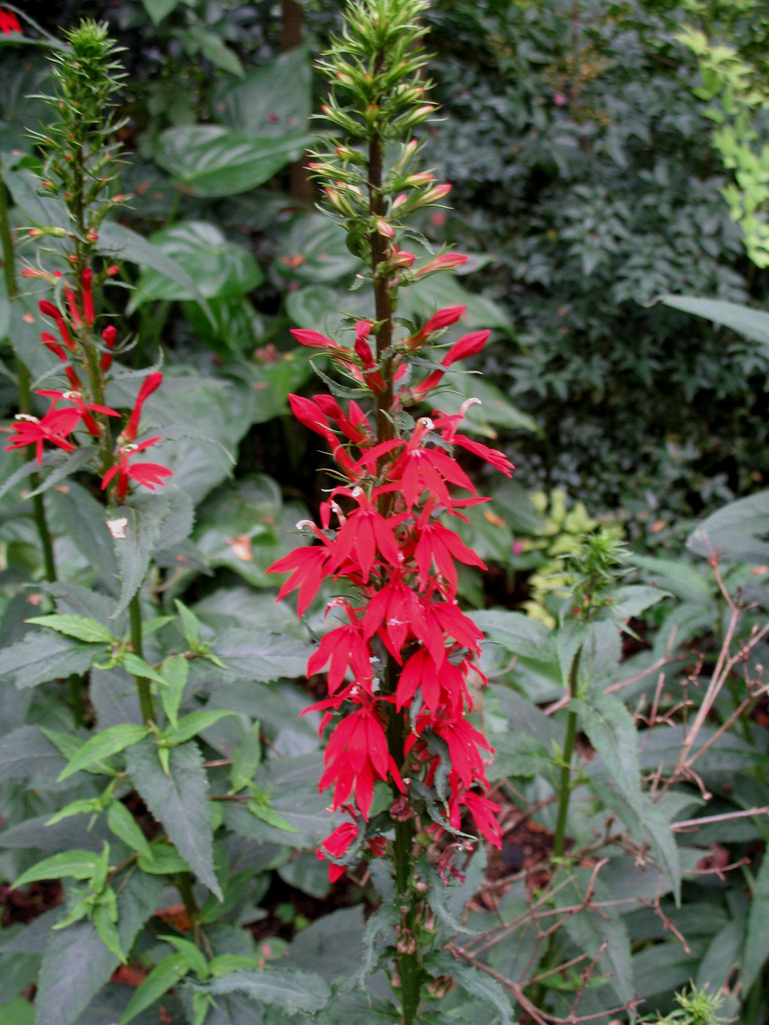 Lobelia cardinalis / Lobelia cardinalis