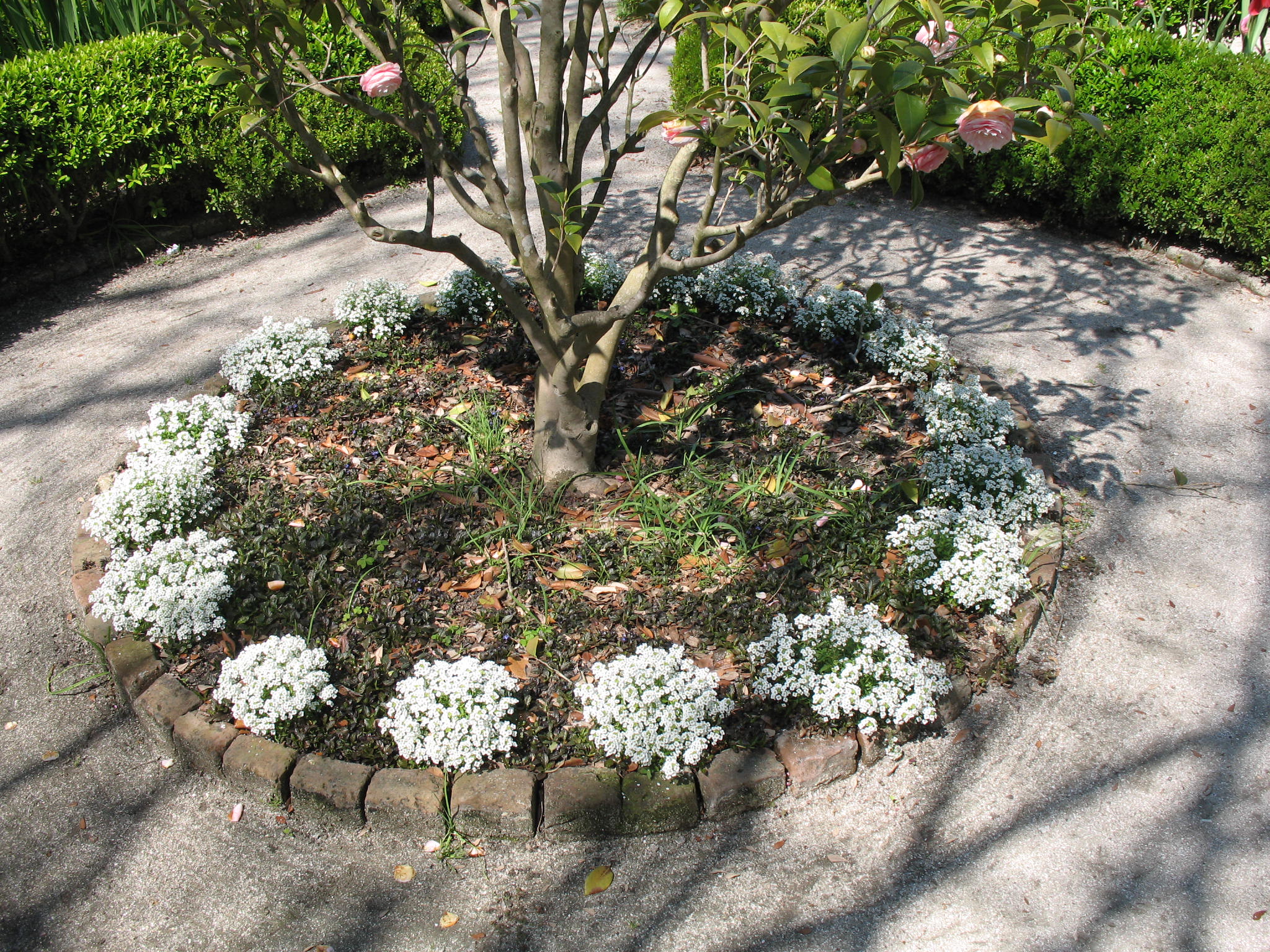 Lobularia maritima    / Sweet Alyssum