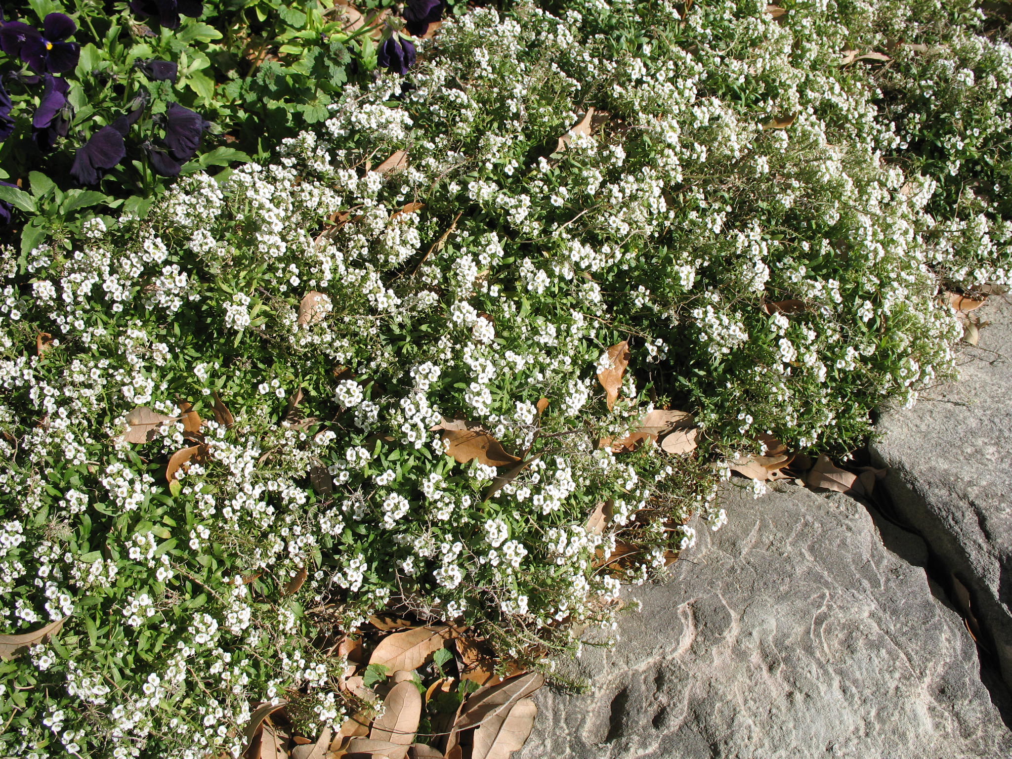 Lobularia maritima procumbens 'Snow Crystals'   / Snow Crystals Sweet Alyssum