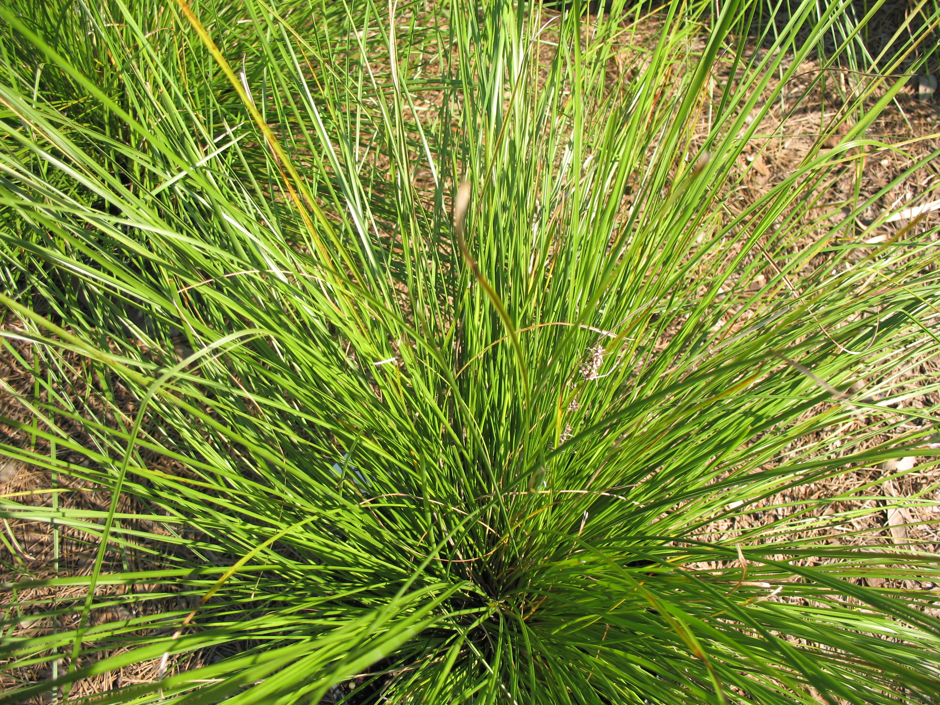 Lomandra longifolia 'Australis'  / Lomandra longifolia 'Australis' 