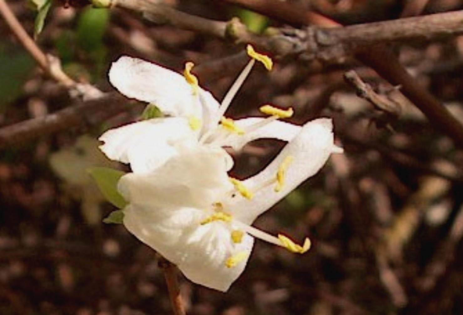 Lonicera fragrantissima / Winter Honeysuckle