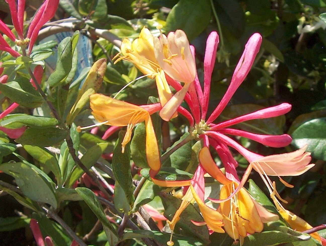 Lonicera hookeri 'Mardi Gras'   / Mardi Gras Goldflame Honeysuckle