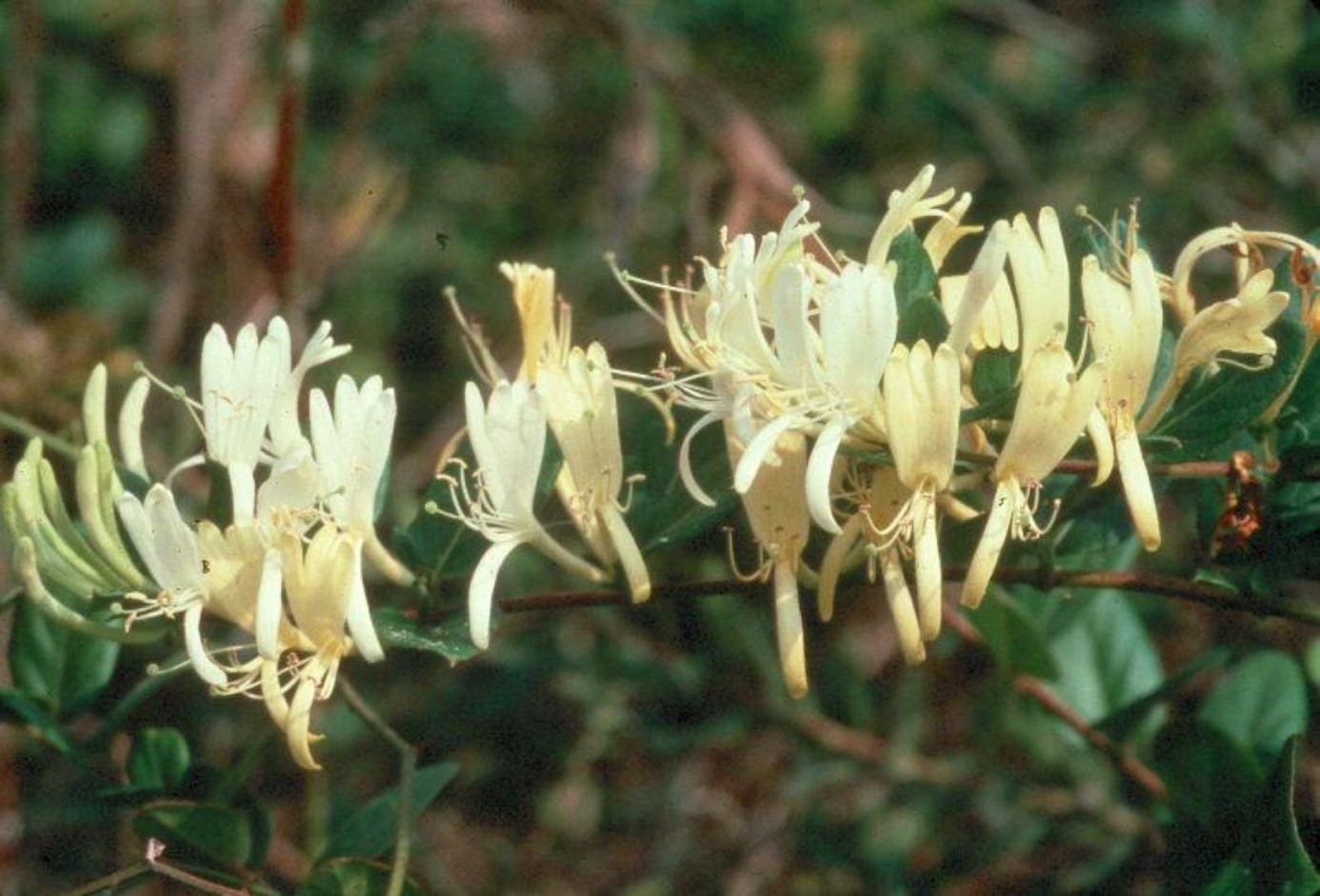 Lonicera japonica / Japanese Honeysuckle