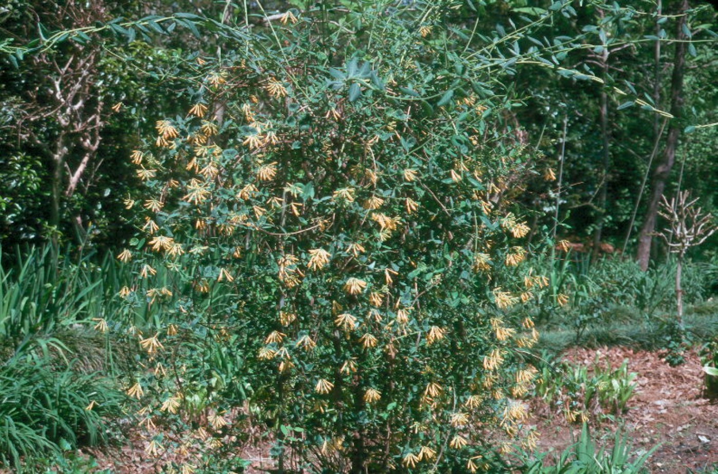 Lonicera sempervirens 'Sulphurea'   / Yellow Flowered Honeyscukle