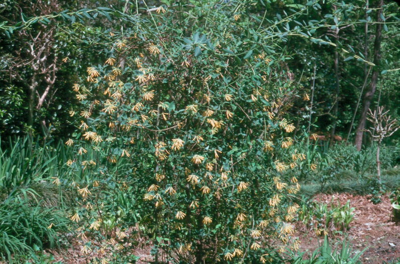 Lonicera sempervirens 'Sulphurea'   / Lonicera sempervirens 'Sulphurea'  