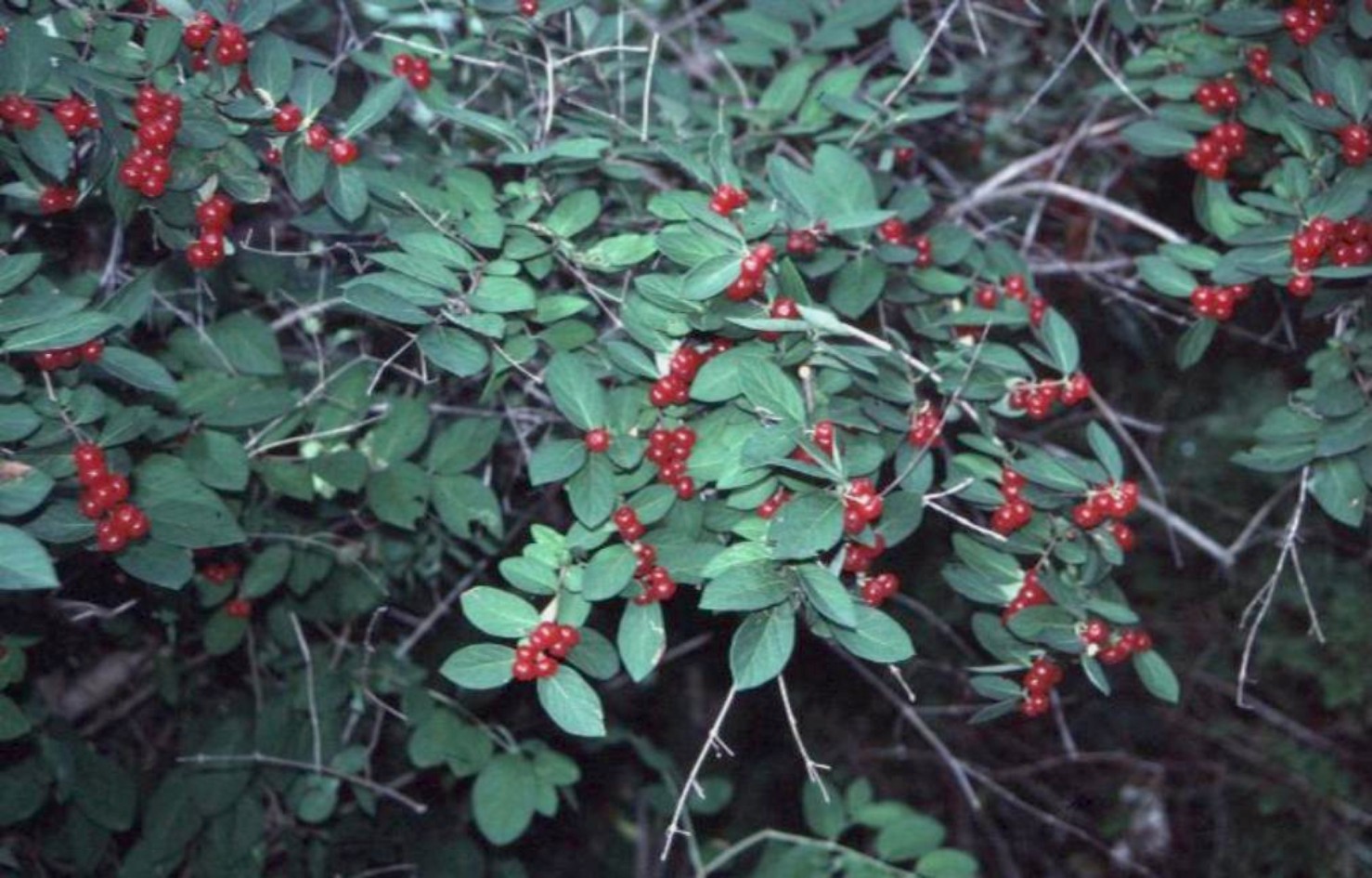 Lonicera x bella / Bell's Honeysuckle