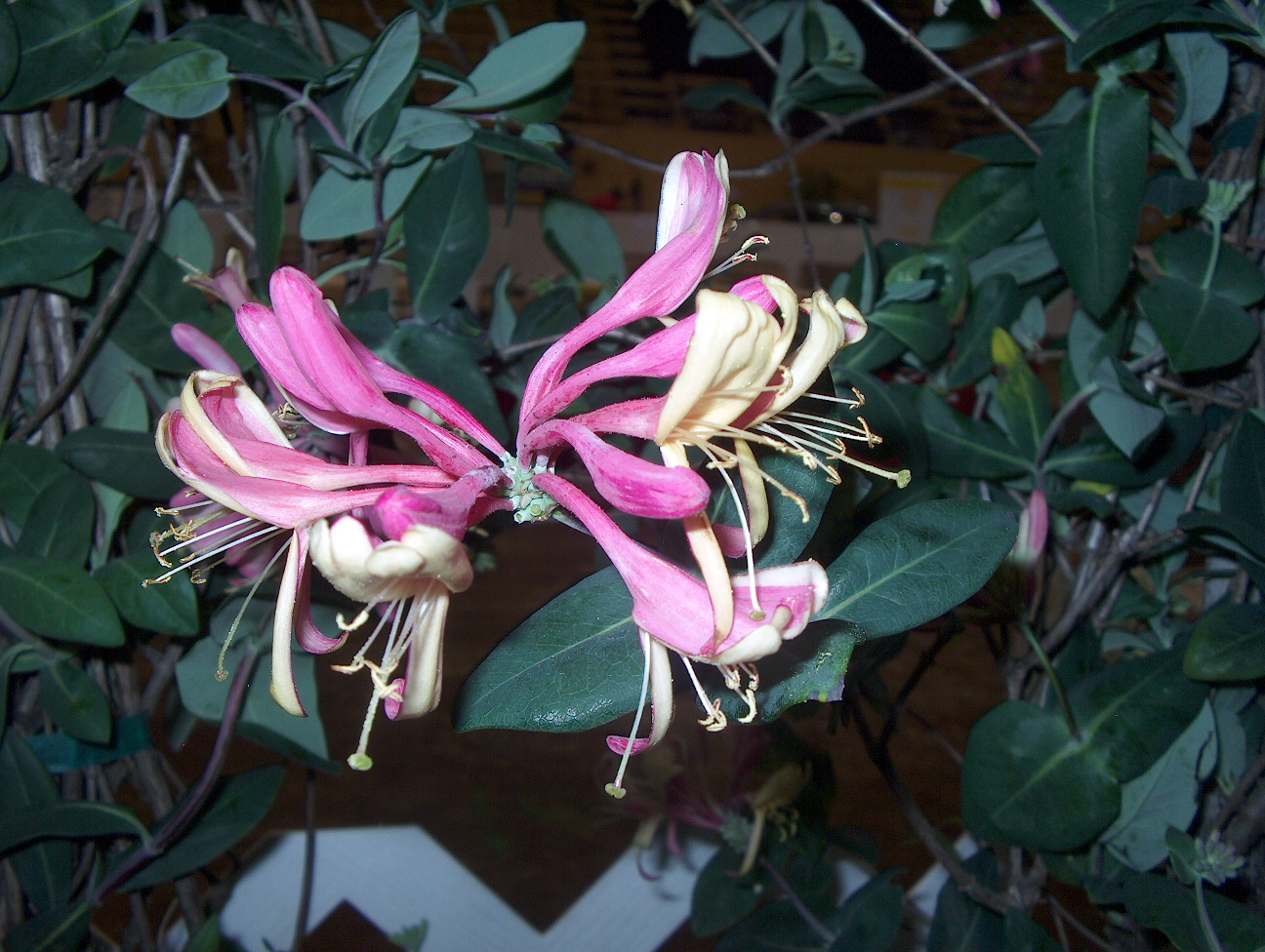 Lonicera x heckrottii 'Pink Lemonade'   / Lonicera x heckrottii 'Pink Lemonade'  