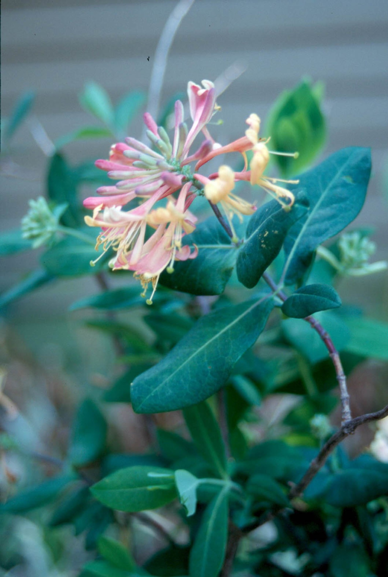 Lonicera x heckrottii / Goldflame Honeysuckle