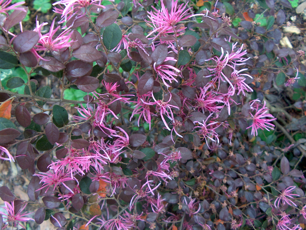 Loropetalum chinense 'Daybreak's Flame'   / Loropetalum chinense 'Daybreak's Flame'  