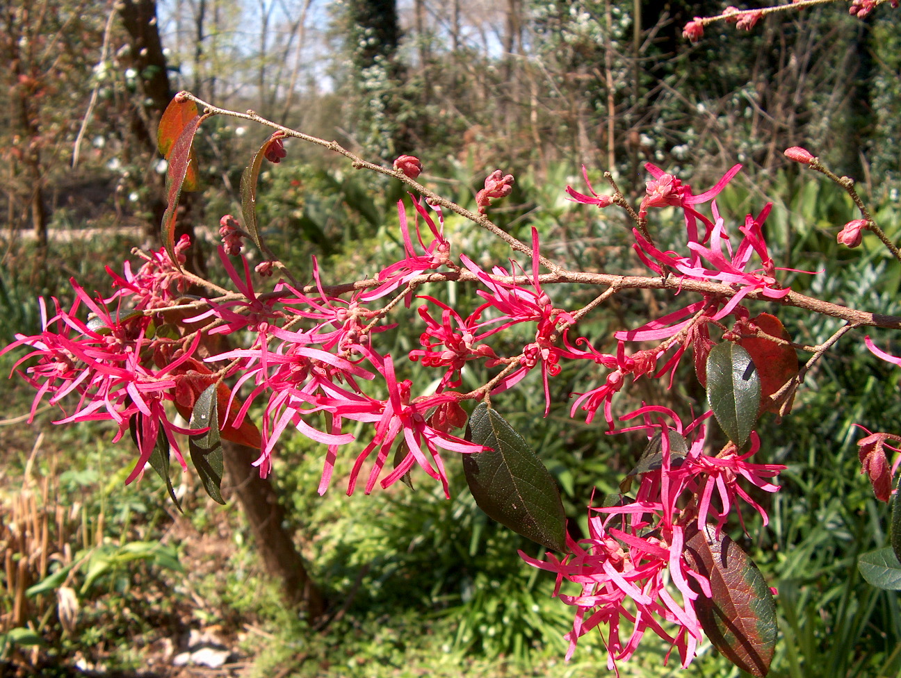 Loropetalum chinense 'Pizzazz'   / Loropetalum chinense 'Pizzazz'  