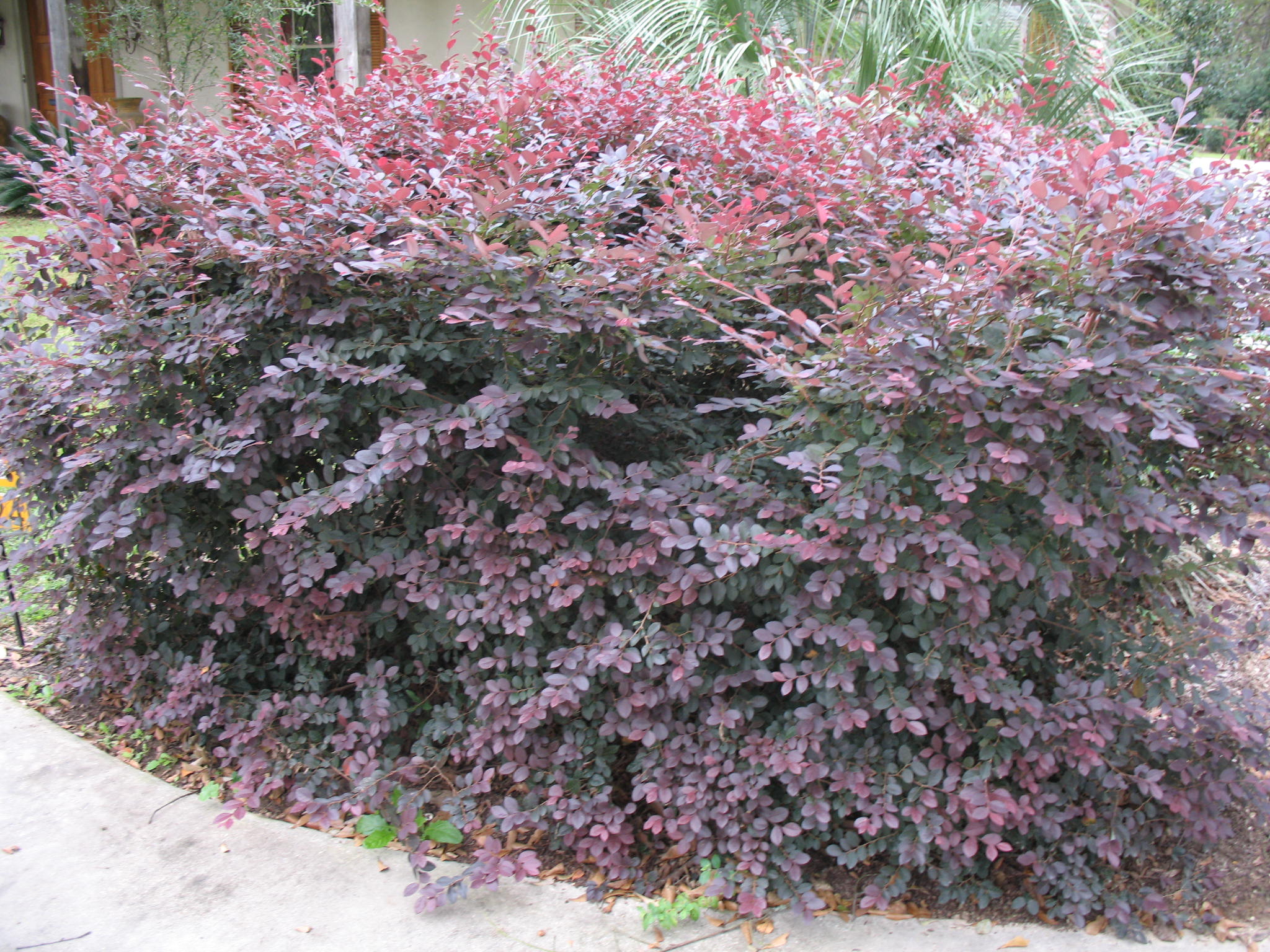 Loropetalum chinense 'Plum Delight'   / Loropetalum chinense 'Plum Delight'  