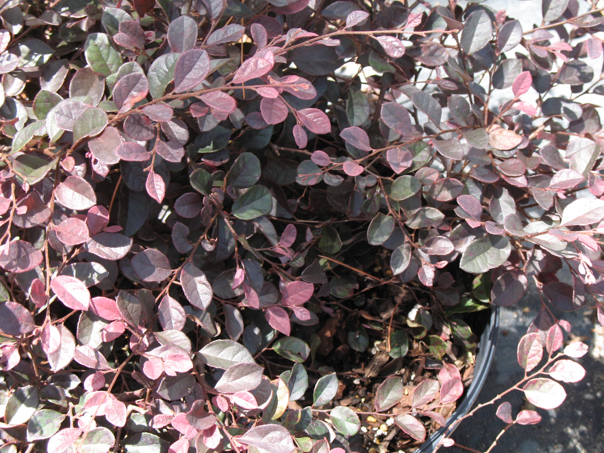 Loropetalum chinense 'Purple Diamond'   / Loropetalum chinense 'Purple Diamond'  