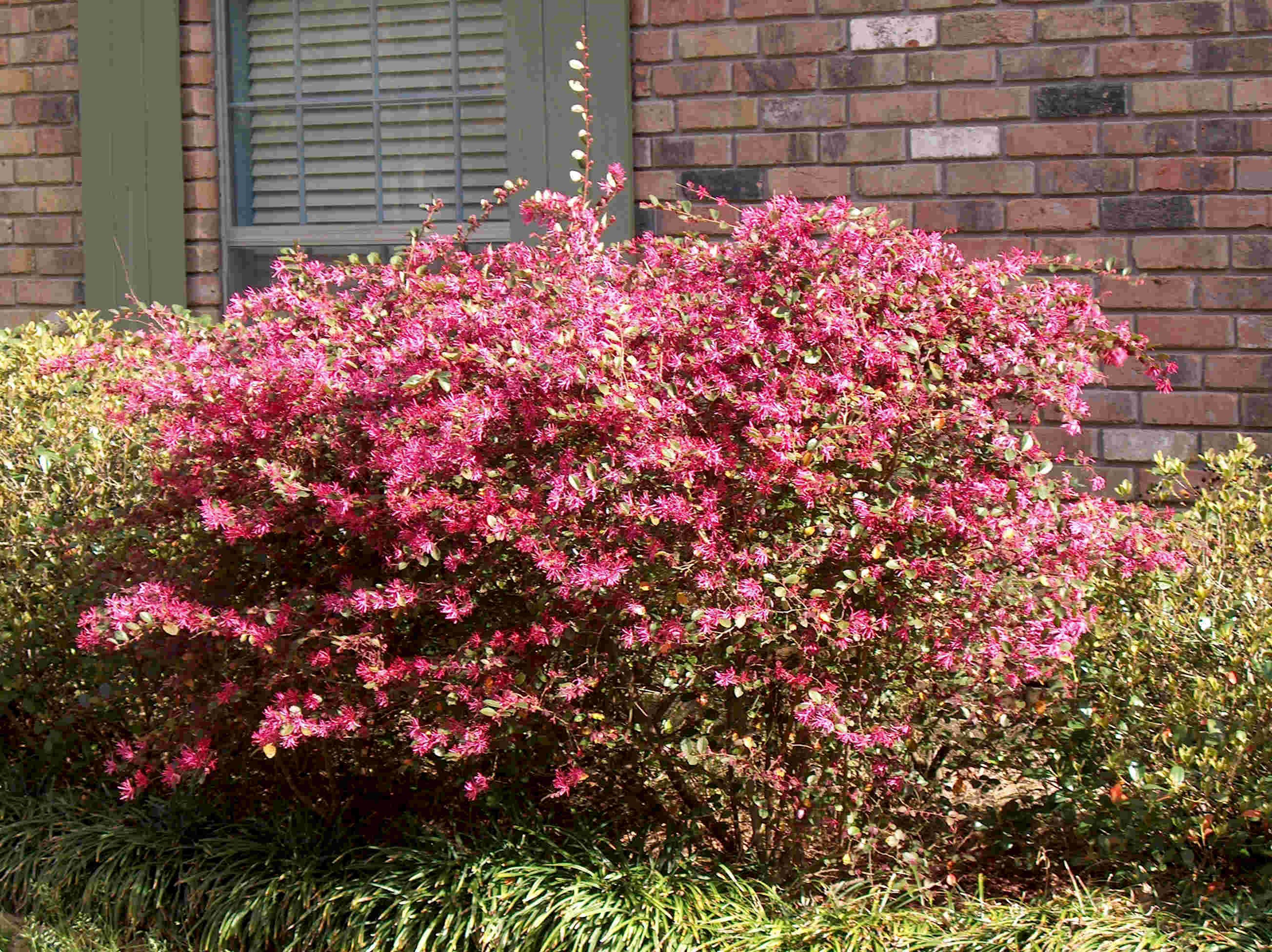 Loropetalum chinense 'Rubrum'   / Loropetalum chinense 'Rubrum'  